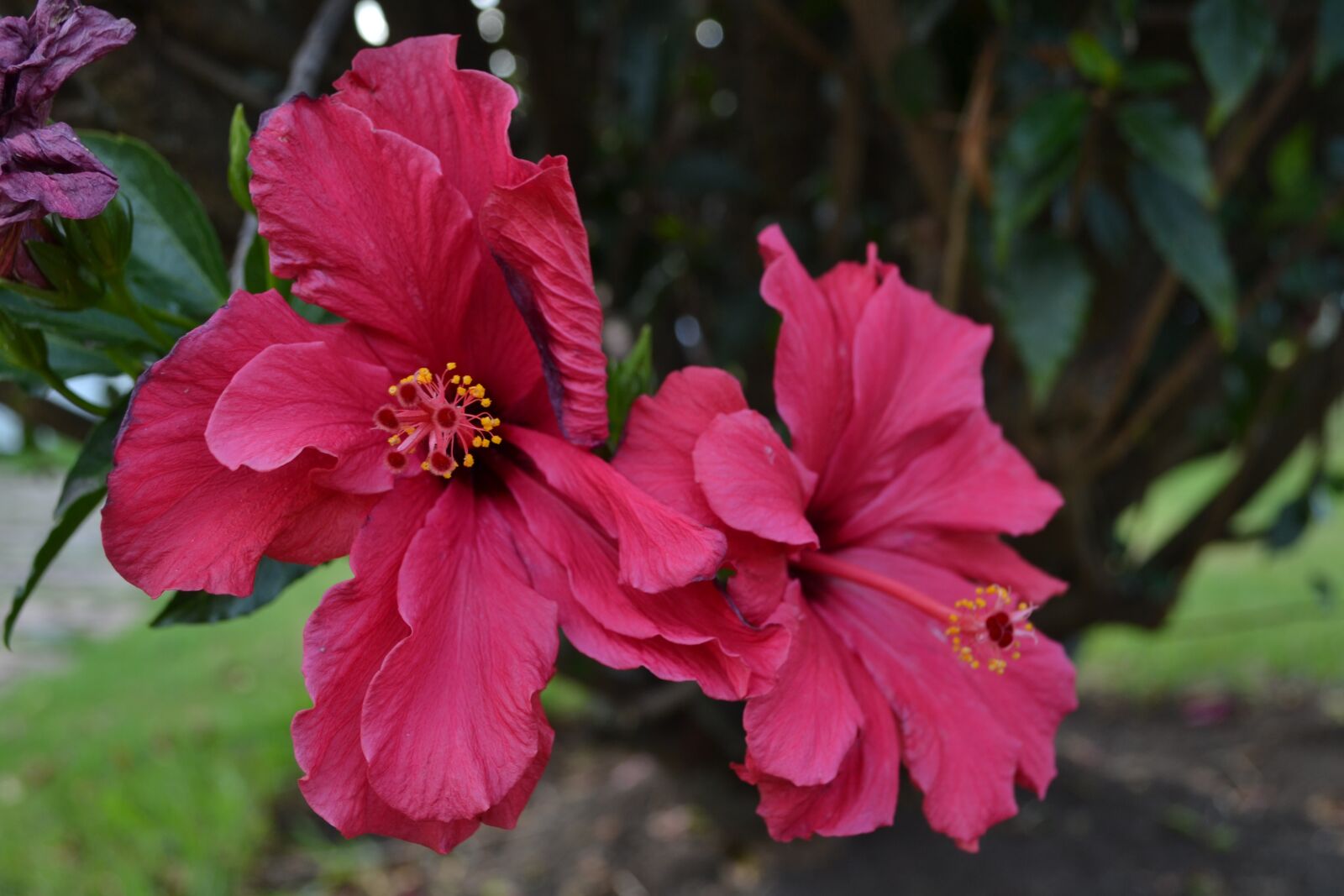 Nikon D3100 sample photo. Flower, nature, plant photography
