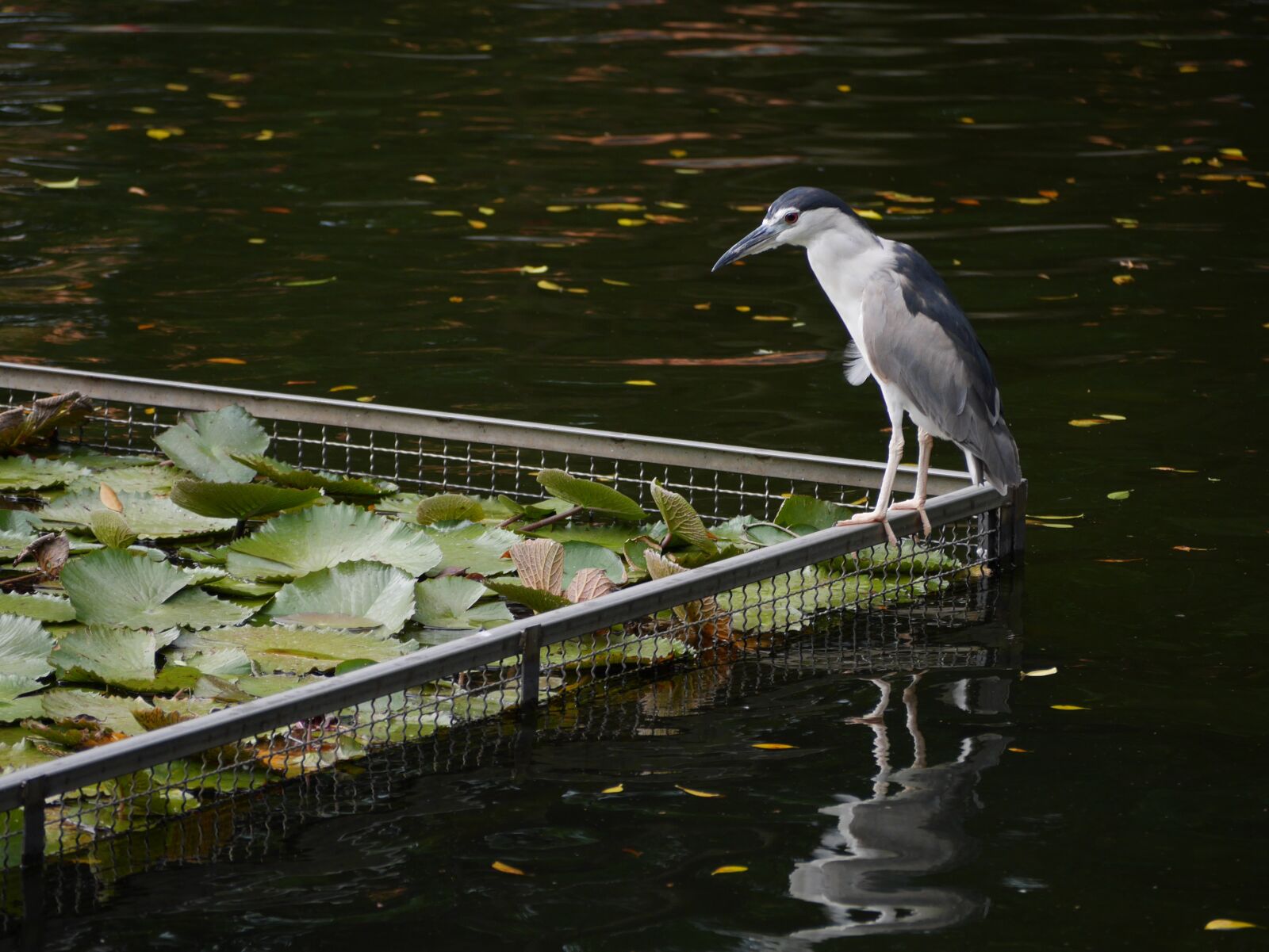 Panasonic Lumix DMC-GX7 sample photo. Bird, pond, park photography