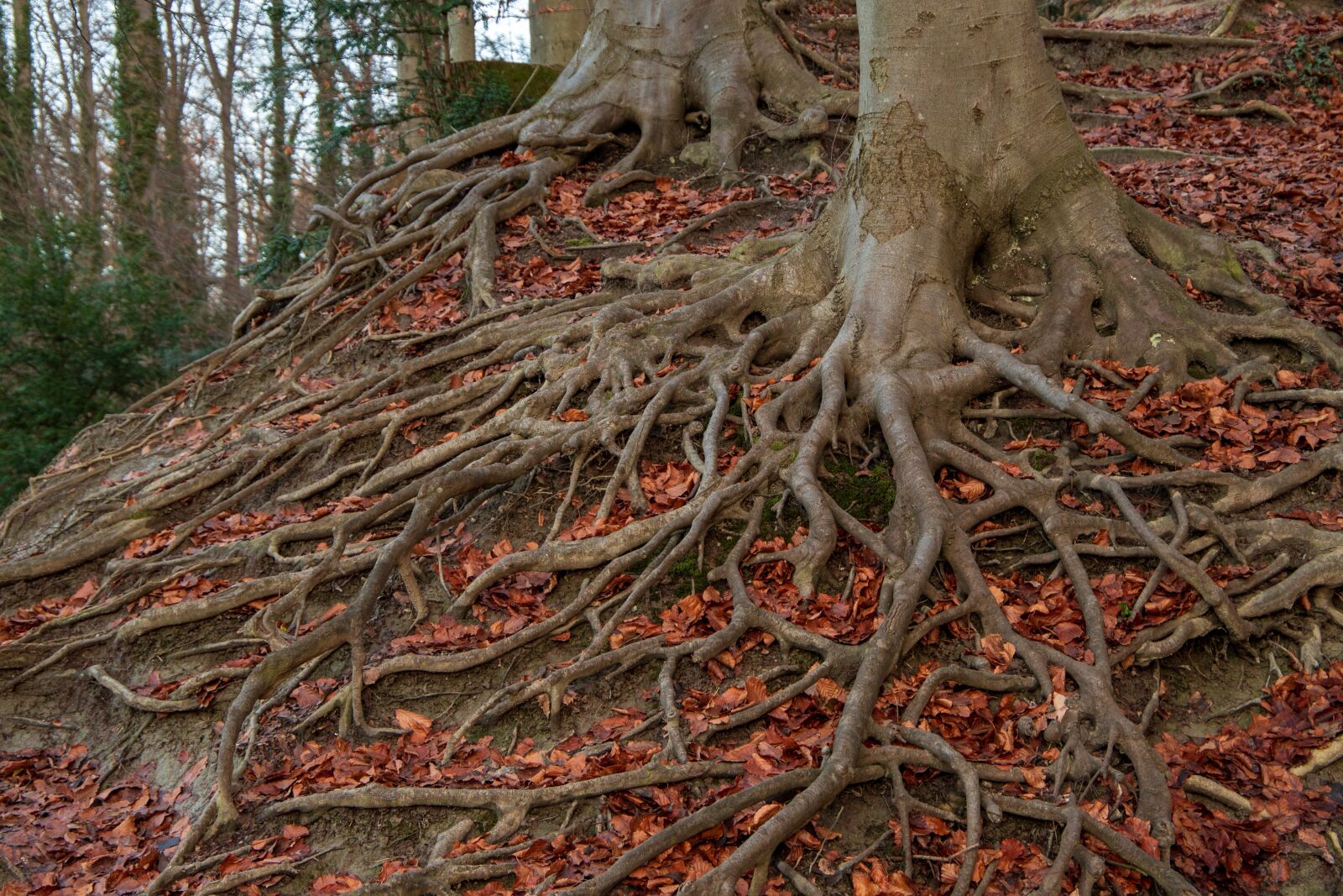 Canon EOS 6D Mark II sample photo. Root system, root, tree photography