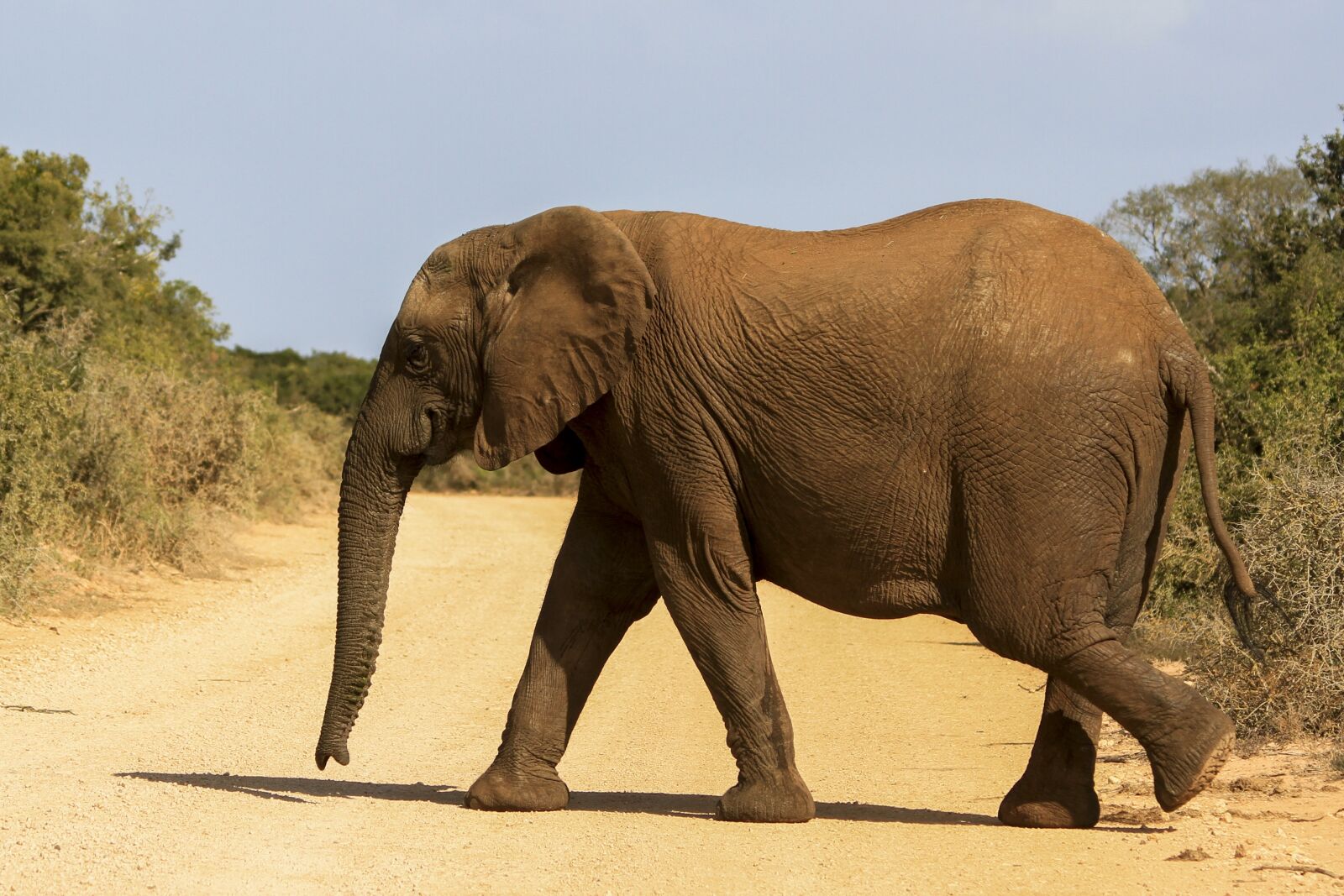 Canon EOS 7D sample photo. Elephant, african, wildlife photography