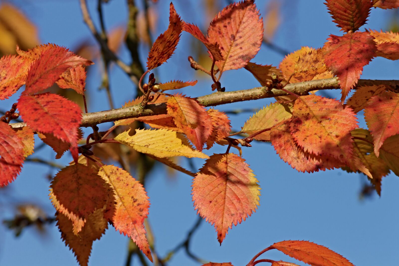 Canon EOS 1100D (EOS Rebel T3 / EOS Kiss X50) sample photo. Fall foliage, leaves, colored photography