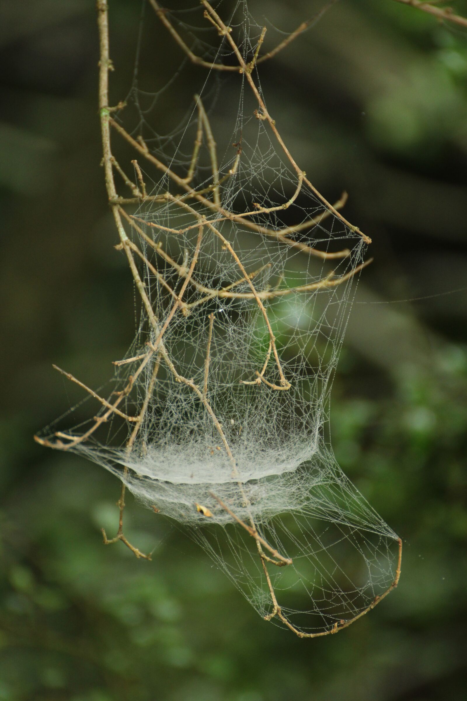 Canon EOS 1200D (EOS Rebel T5 / EOS Kiss X70 / EOS Hi) sample photo. Spider web, dew on photography