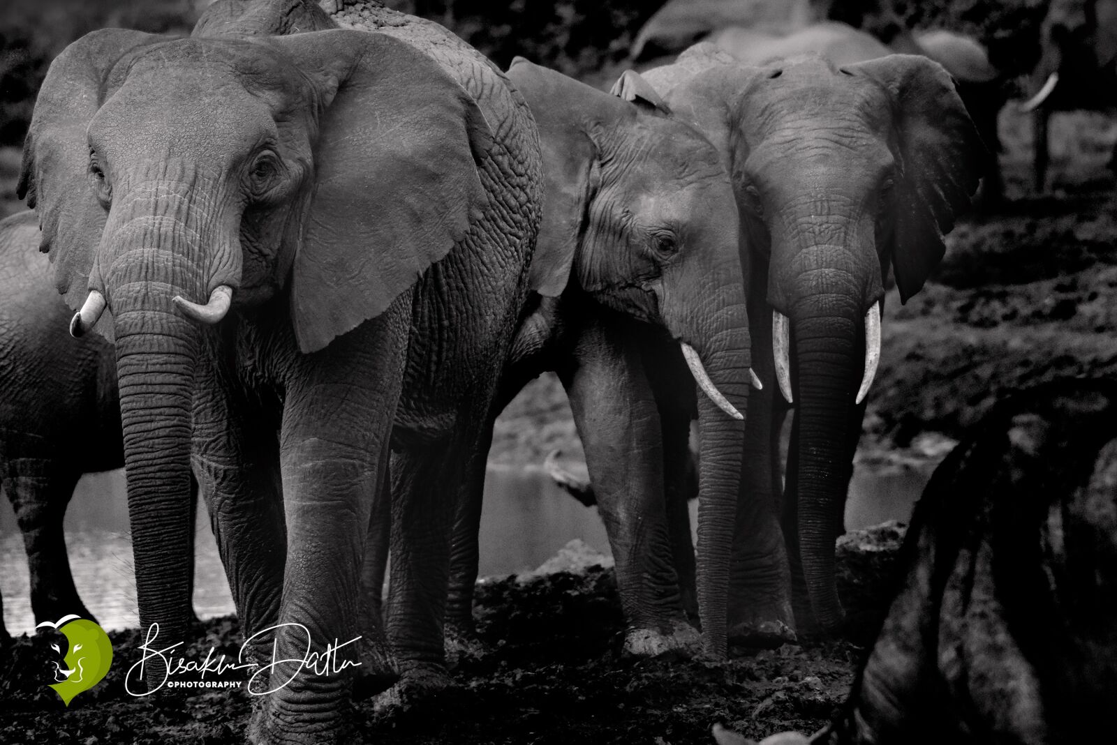 Nikon D810 sample photo. "Elephants, wildlife, elephantlove" photography