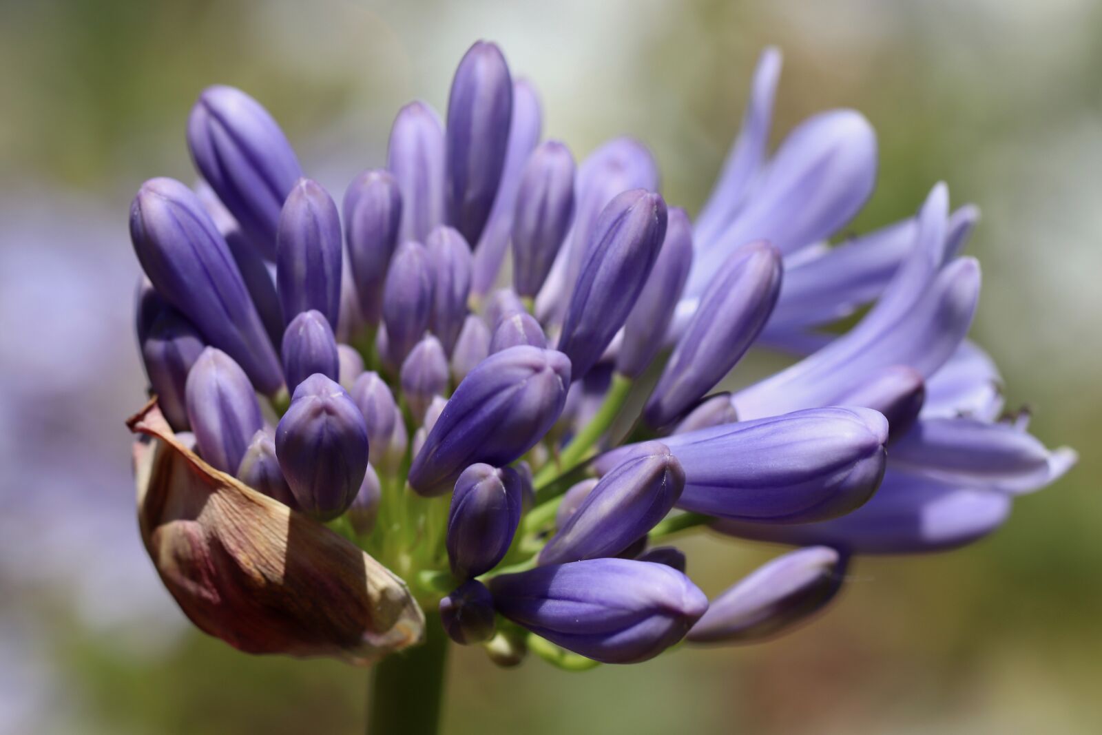 Canon EOS 800D (EOS Rebel T7i / EOS Kiss X9i) sample photo. Agapanthus, agapanthus praecox, bud photography