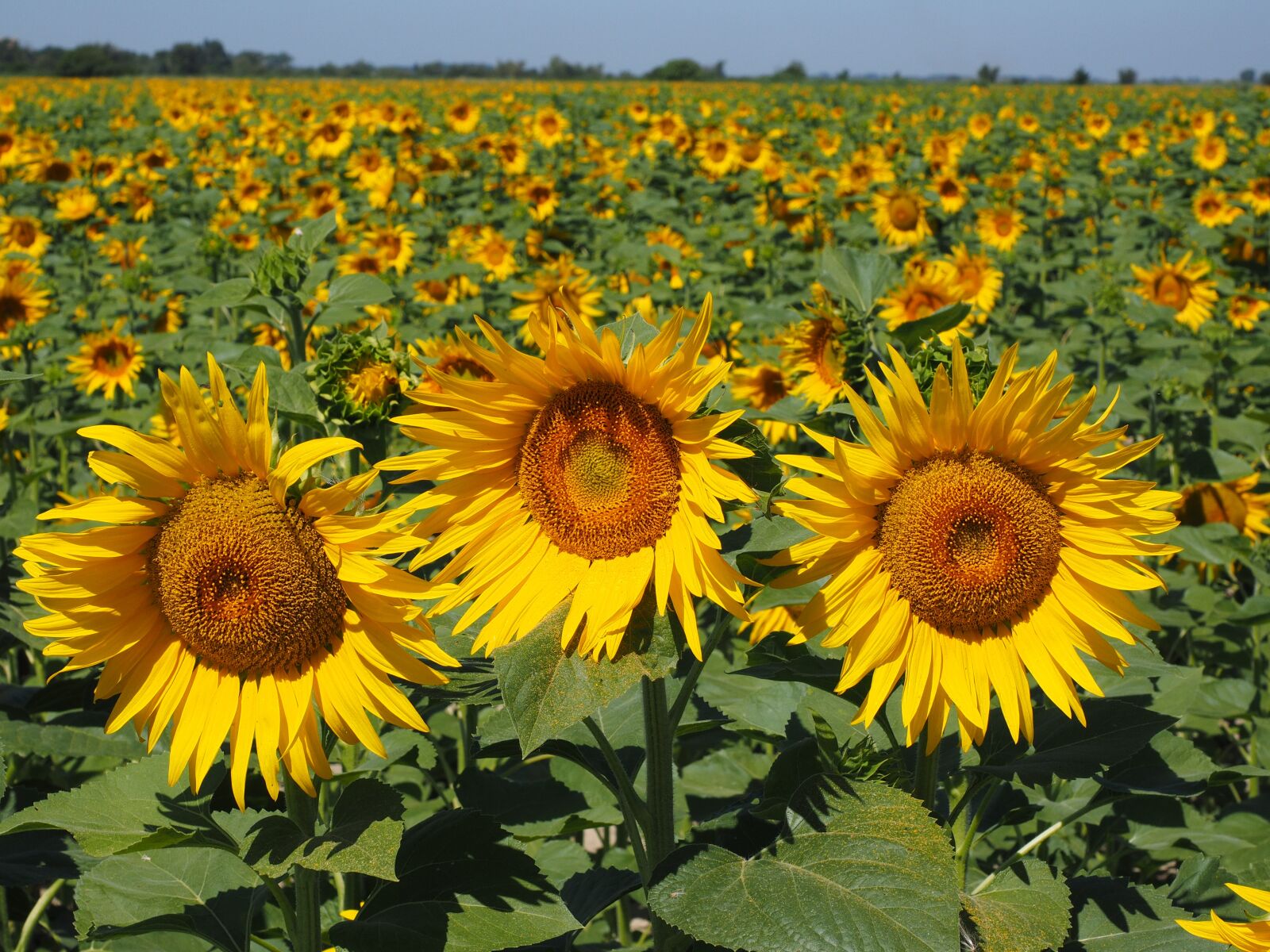Olympus OM-D E-M1 + Olympus M.Zuiko Digital ED 12-40mm F2.8 Pro sample photo. Sunflower field, sunflower, summer photography