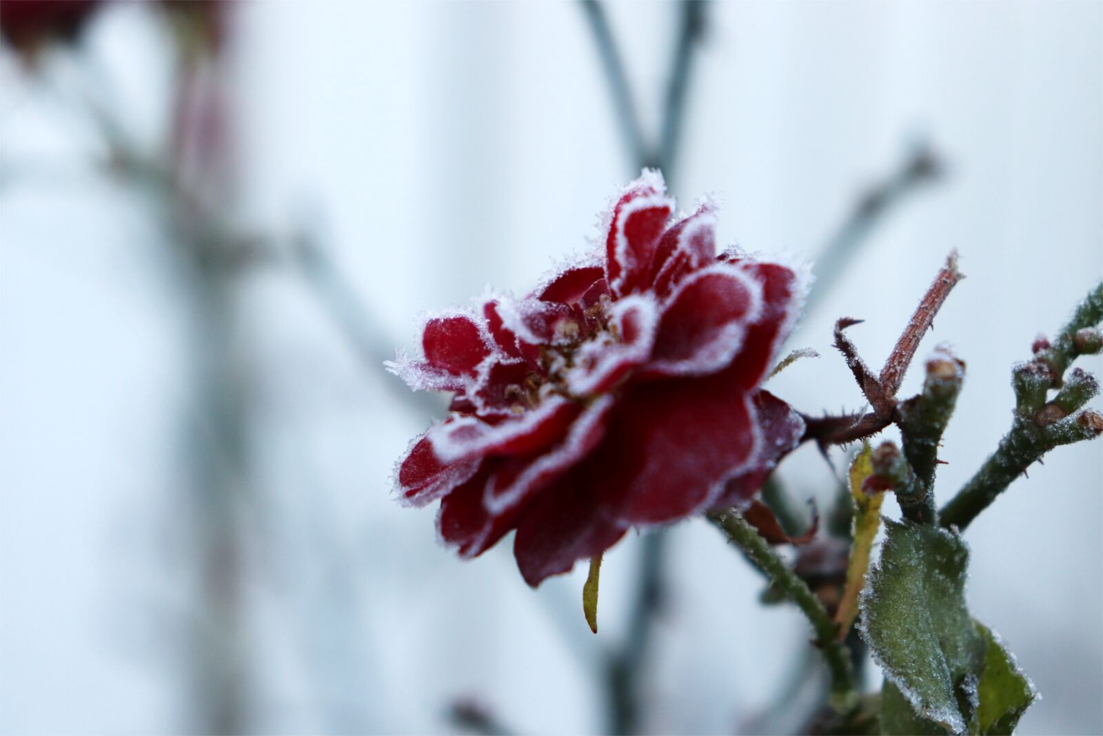 Canon EOS 800D (EOS Rebel T7i / EOS Kiss X9i) sample photo. Rose, flower, winter photography