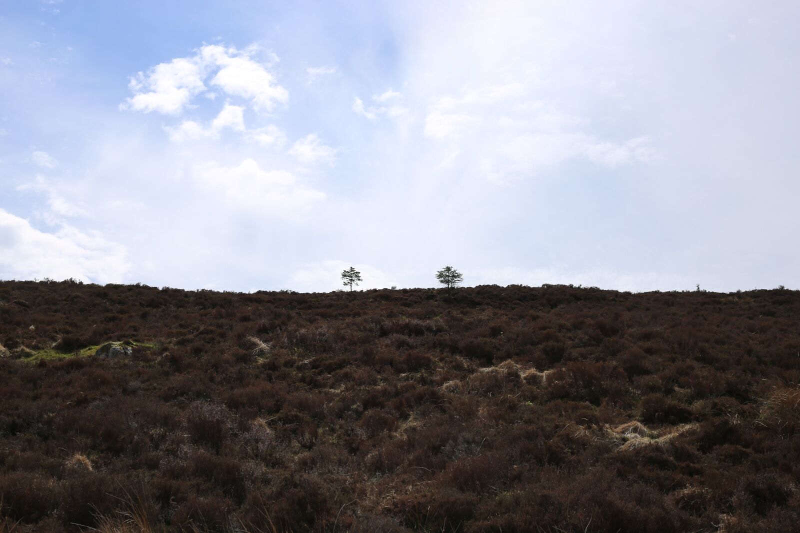 Canon EF 50mm F1.8 STM sample photo. Trees, nature, outside photography