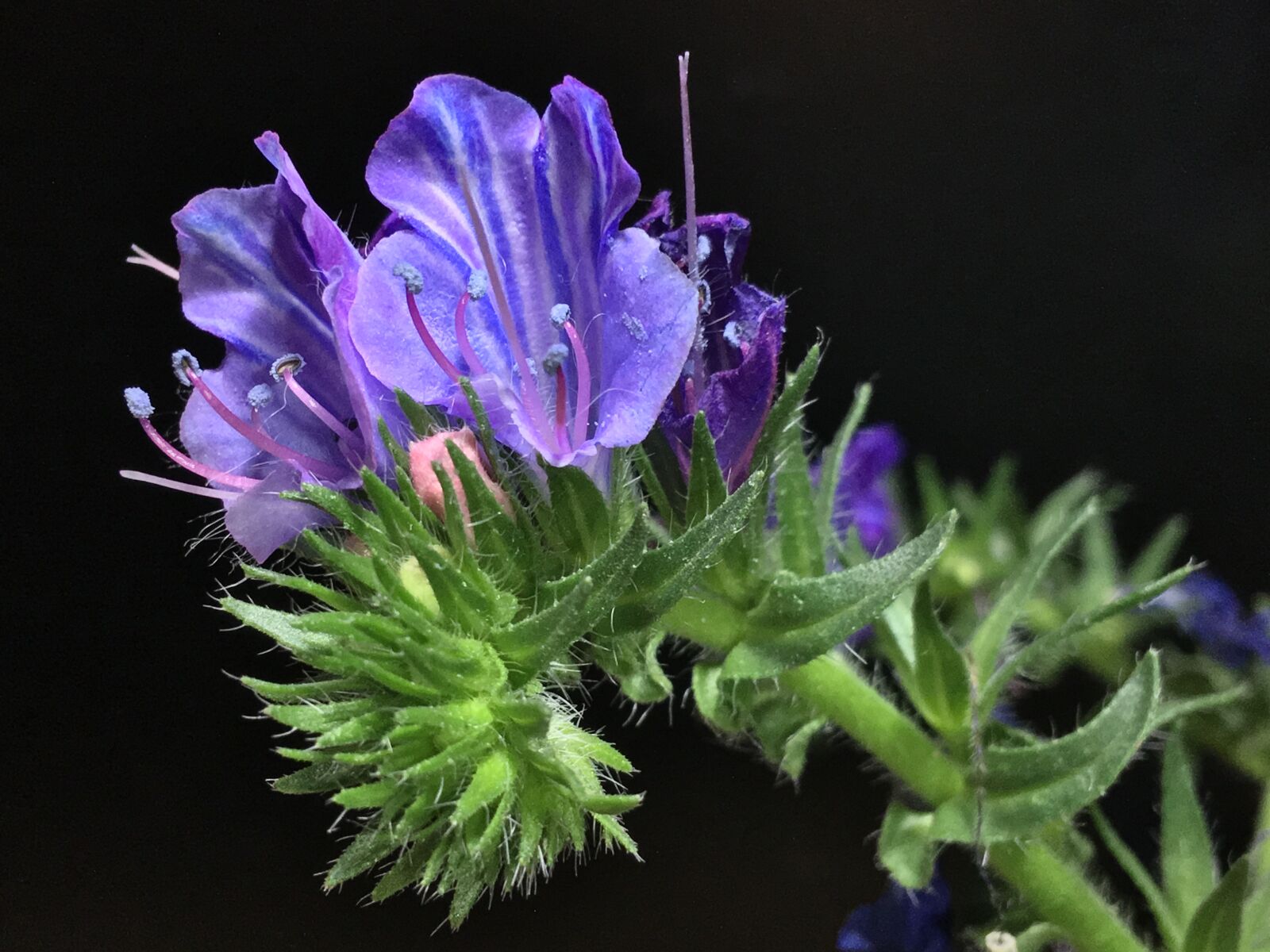 Apple iPhone 6s Plus sample photo. Wild flower, blue, plant photography