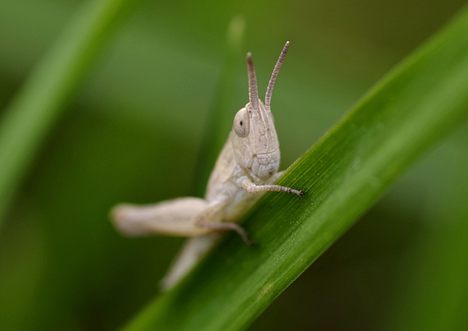 Pentax K-S2 sample photo. Grasshopper, insect, tettigonia viridissima photography