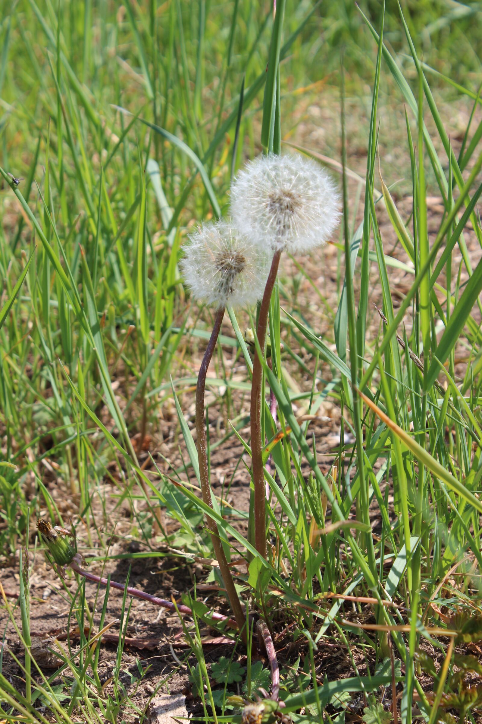Canon EOS 600D (Rebel EOS T3i / EOS Kiss X5) sample photo. Dandelion, nature, meadow photography