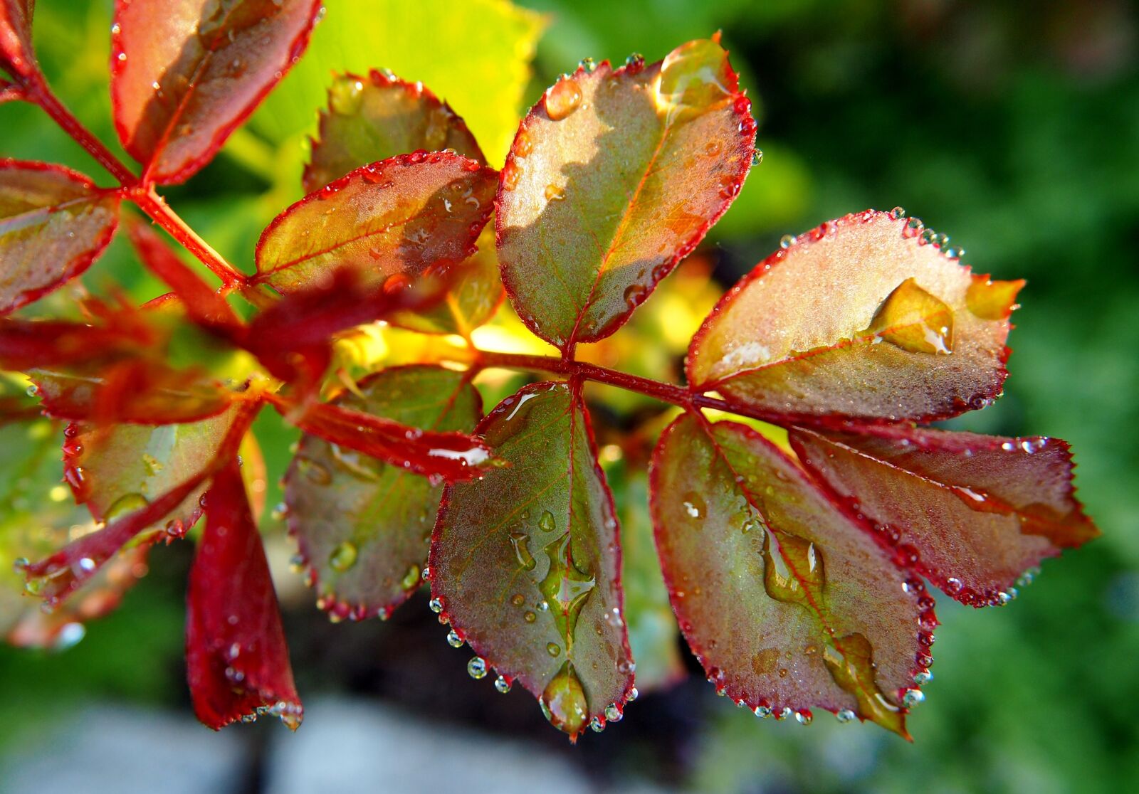 Olympus OM-D E-M10 sample photo. Rose petals, raindrop, rosenblatt photography