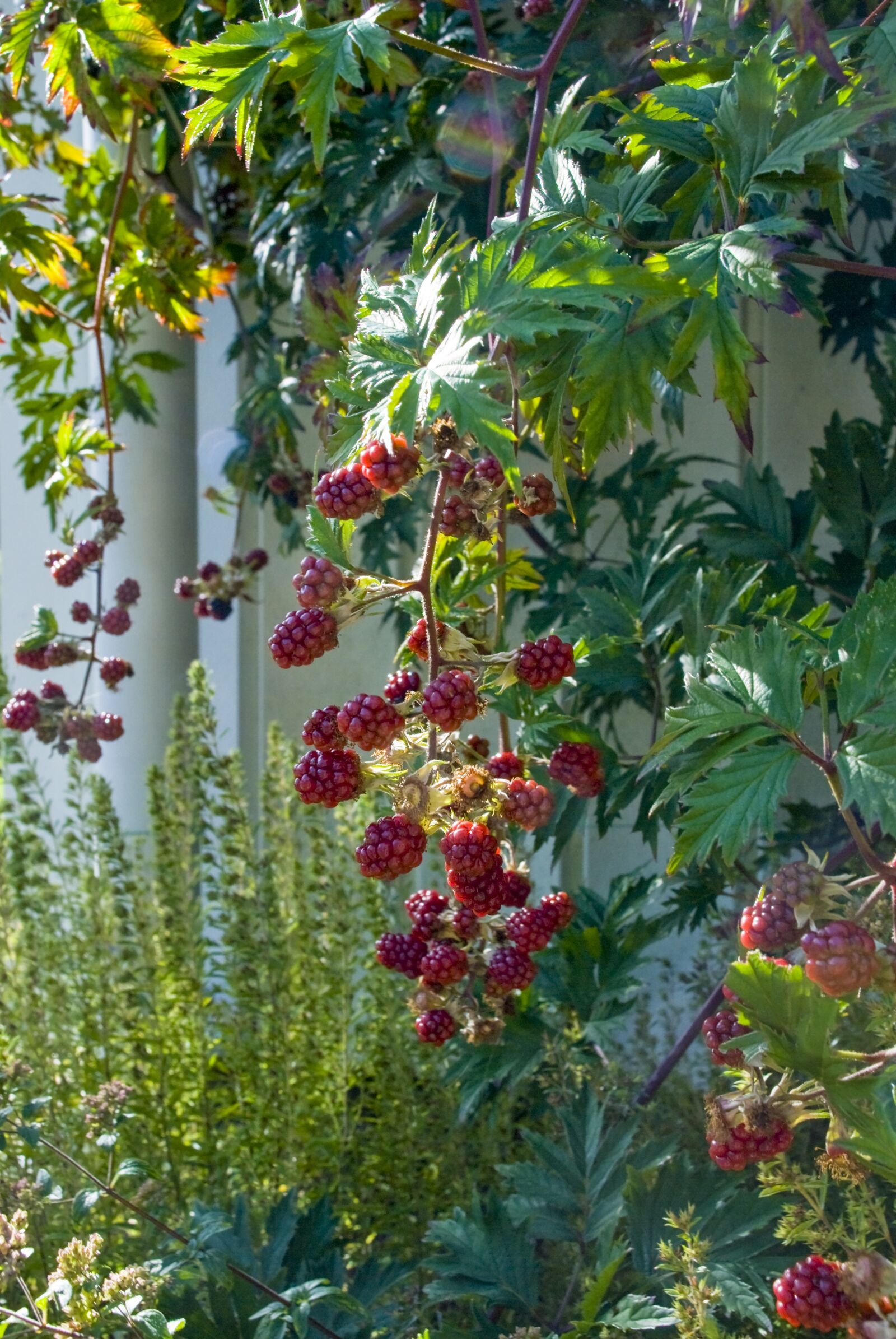 Nikon D80 sample photo. Blackberry, red, berry photography