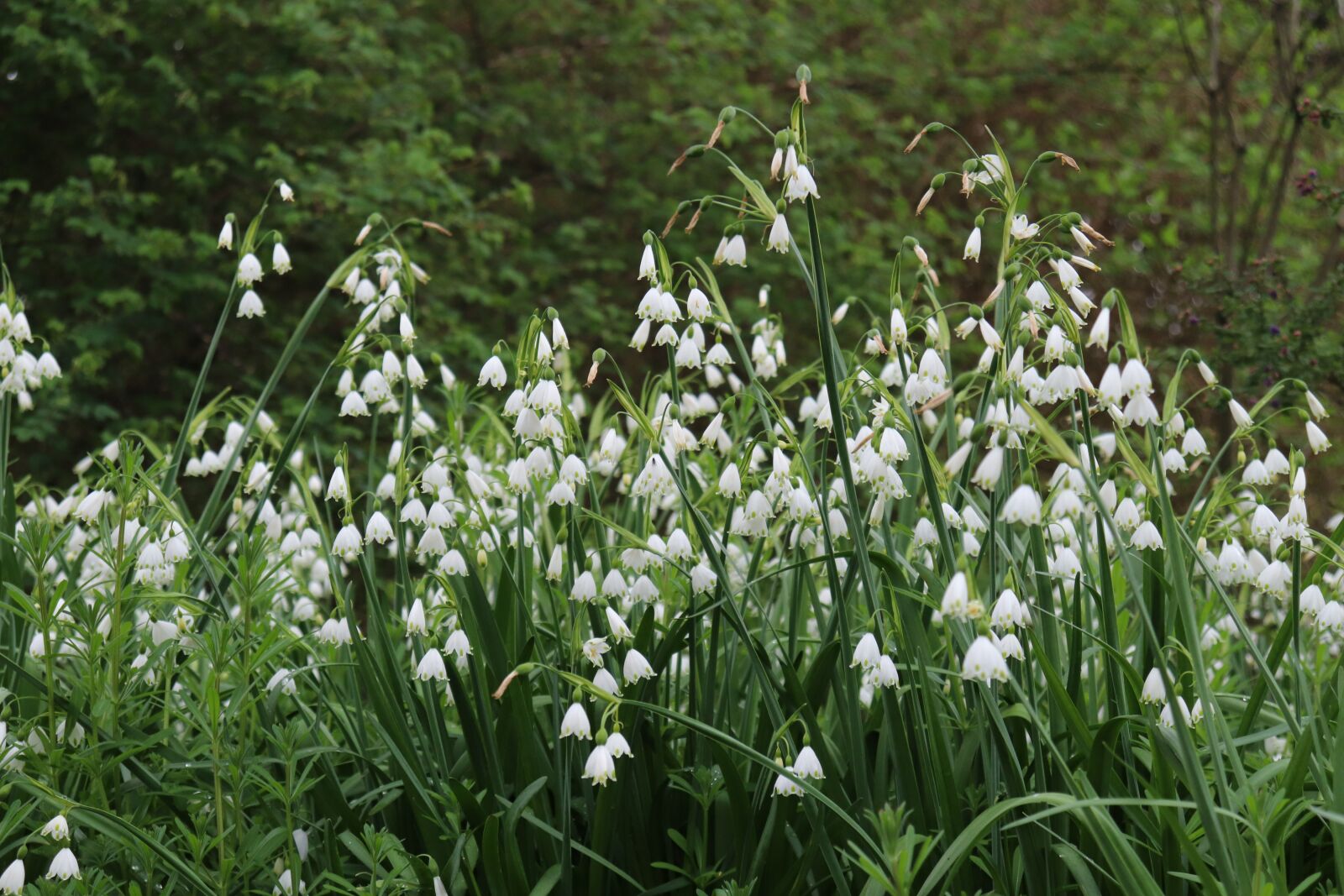 Canon EOS 77D (EOS 9000D / EOS 770D) sample photo. Flowers, nature, spring photography