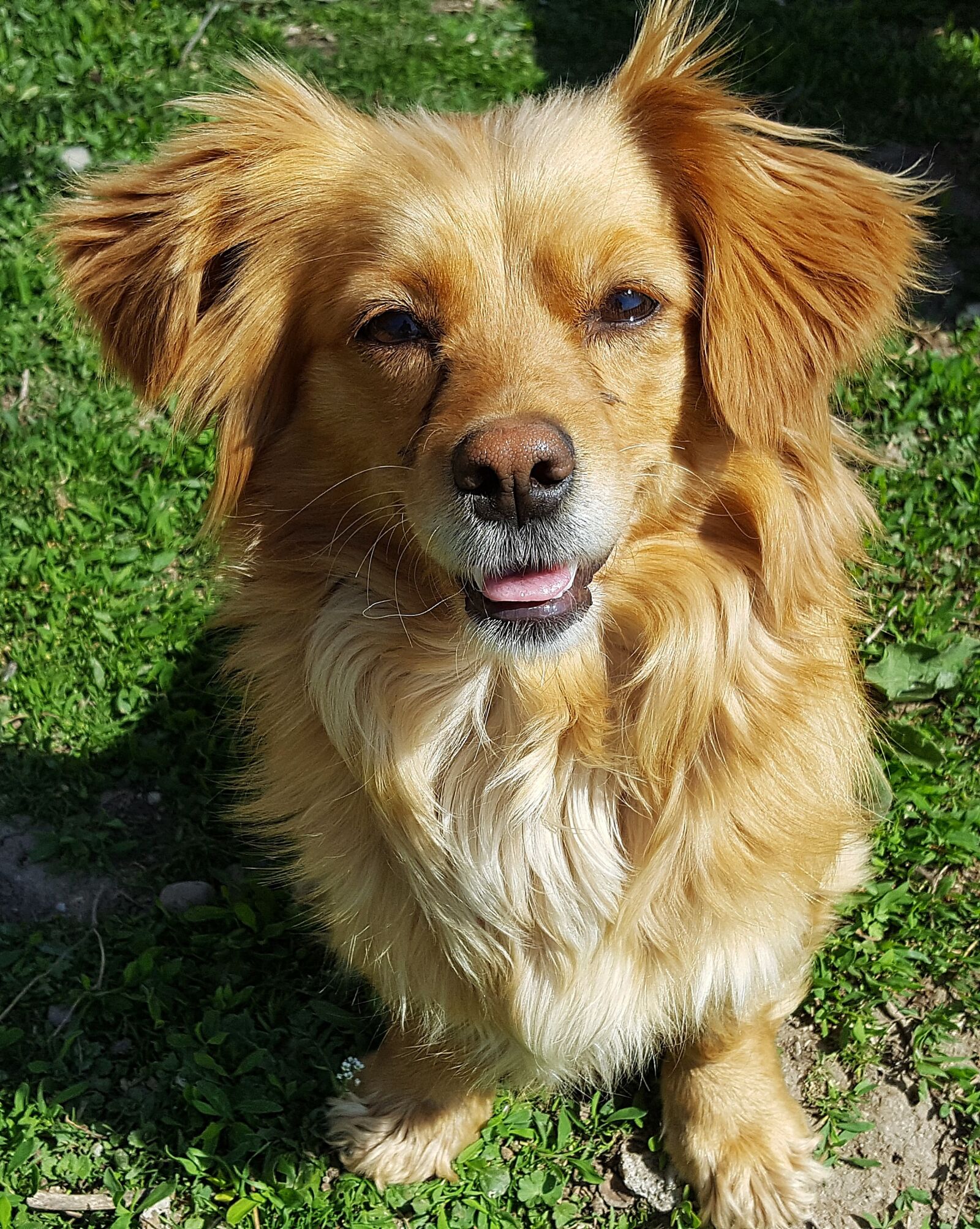 Samsung Galaxy S6 sample photo. Young dog, puppy, dog photography
