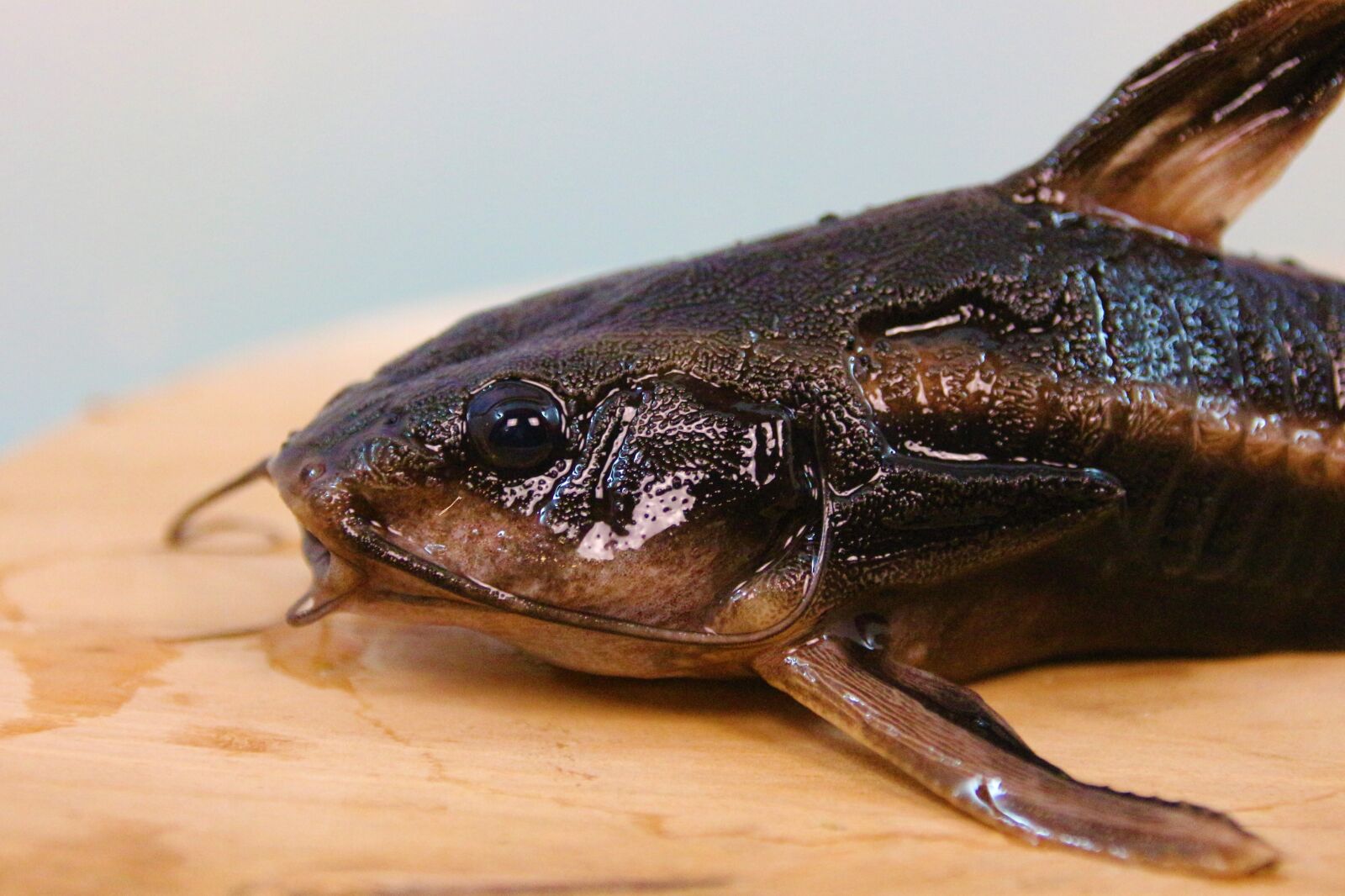 Canon EOS 700D (EOS Rebel T5i / EOS Kiss X7i) sample photo. Line of thorny catfish photography