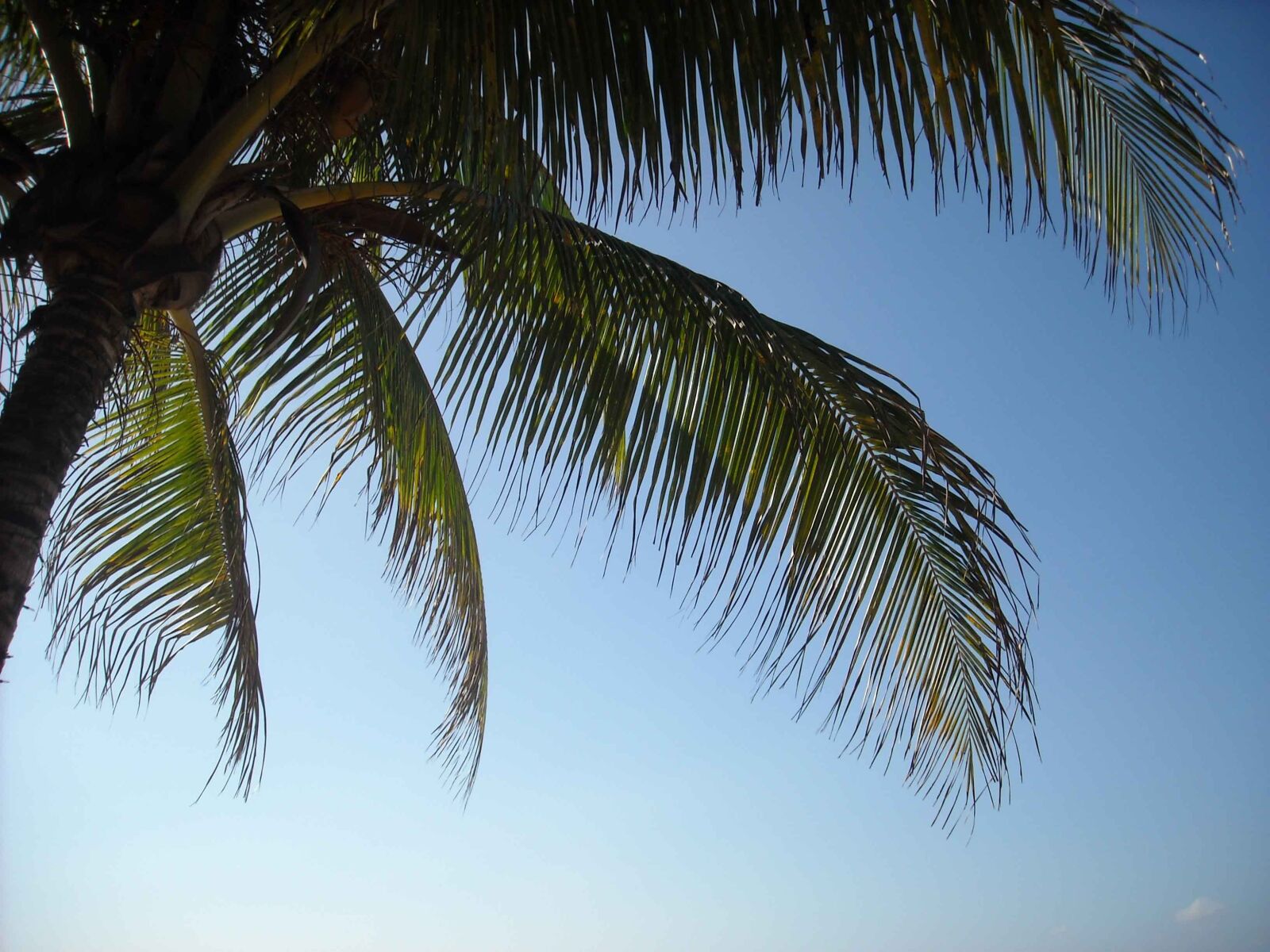 Nikon Coolpix L18 sample photo. Island, palm tree, jamaica photography