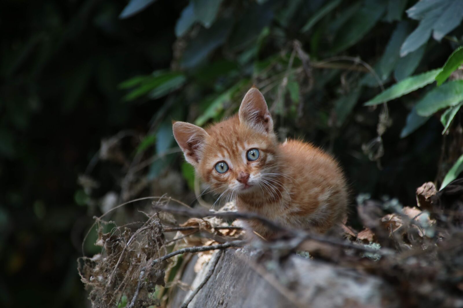 Canon EOS 750D (EOS Rebel T6i / EOS Kiss X8i) sample photo. Cat, kitten, cute photography
