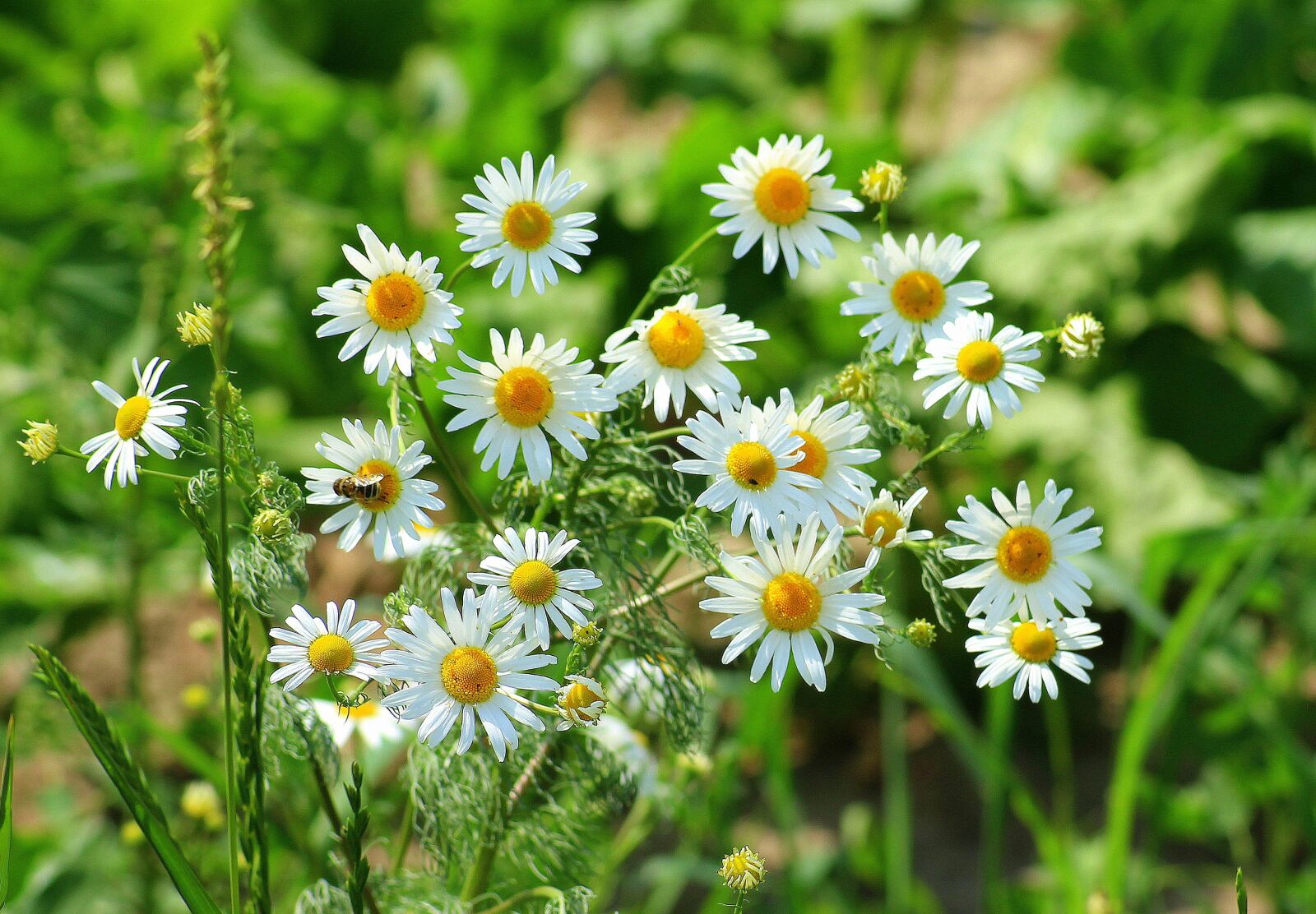 Canon EOS 1200D (EOS Rebel T5 / EOS Kiss X70 / EOS Hi) sample photo. Chamomile, meadow, herb photography