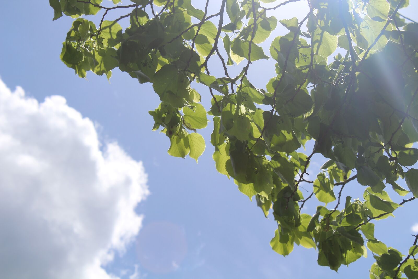 Canon EOS 1300D (EOS Rebel T6 / EOS Kiss X80) sample photo. Sky, clouds, nature photography