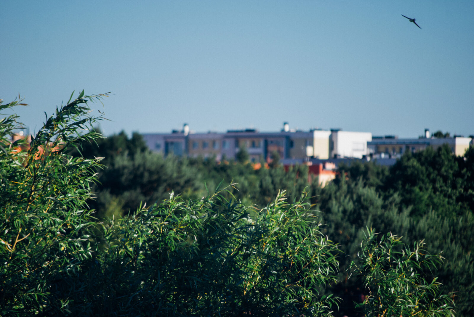 Nikon D60 sample photo. Landscape, scenery, trees photography