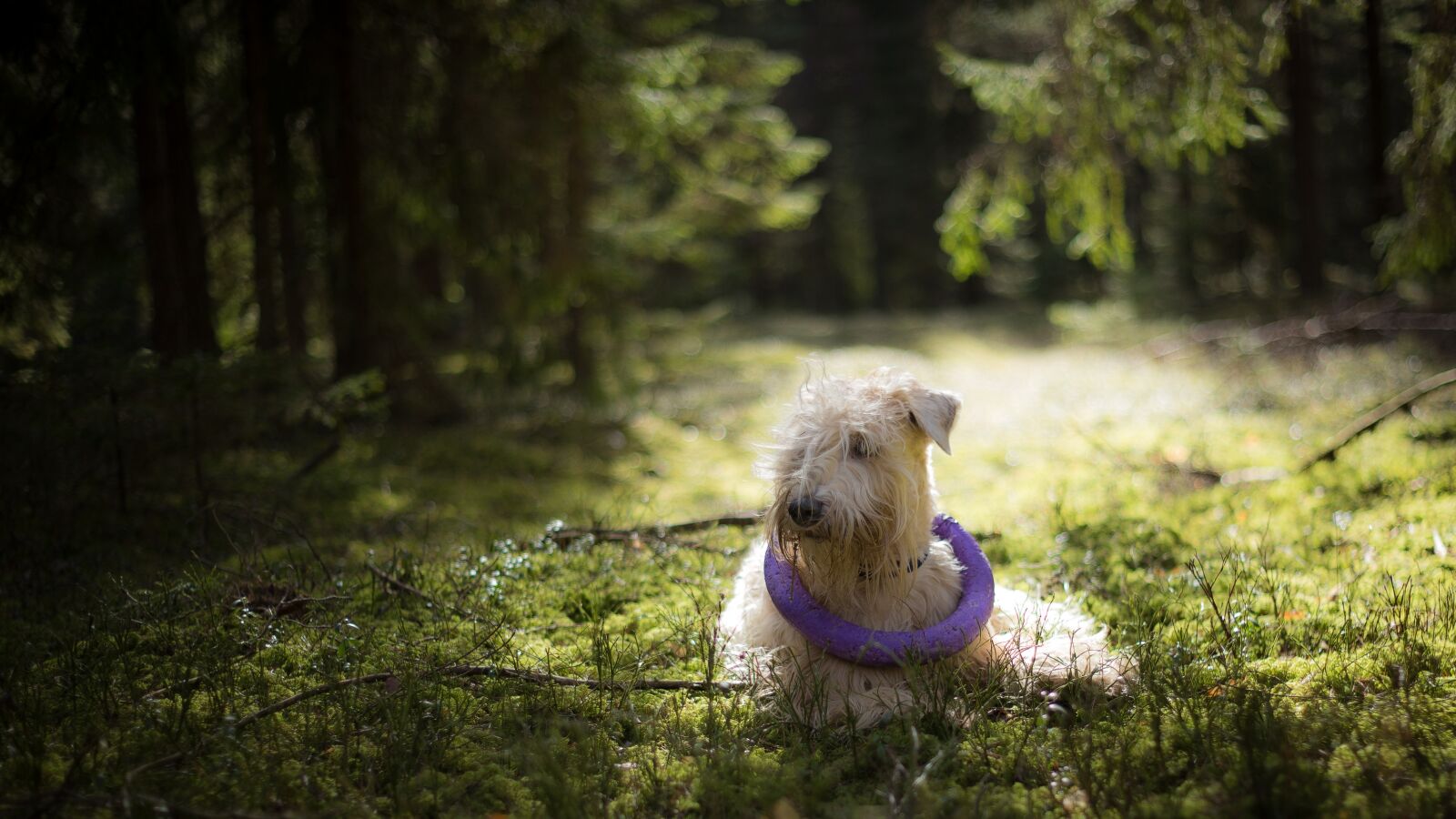 Canon EOS 6D sample photo. Nature, wood, outdoors photography