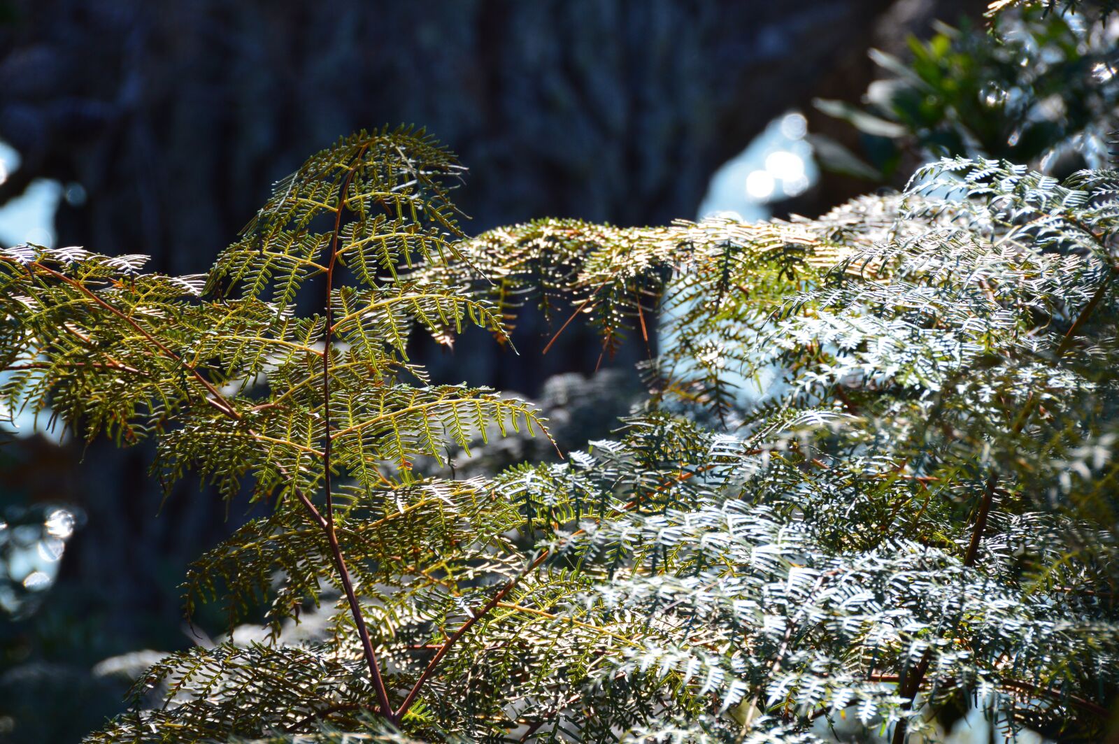 Nikon D3200 sample photo. Okura reserve, water, seaview photography
