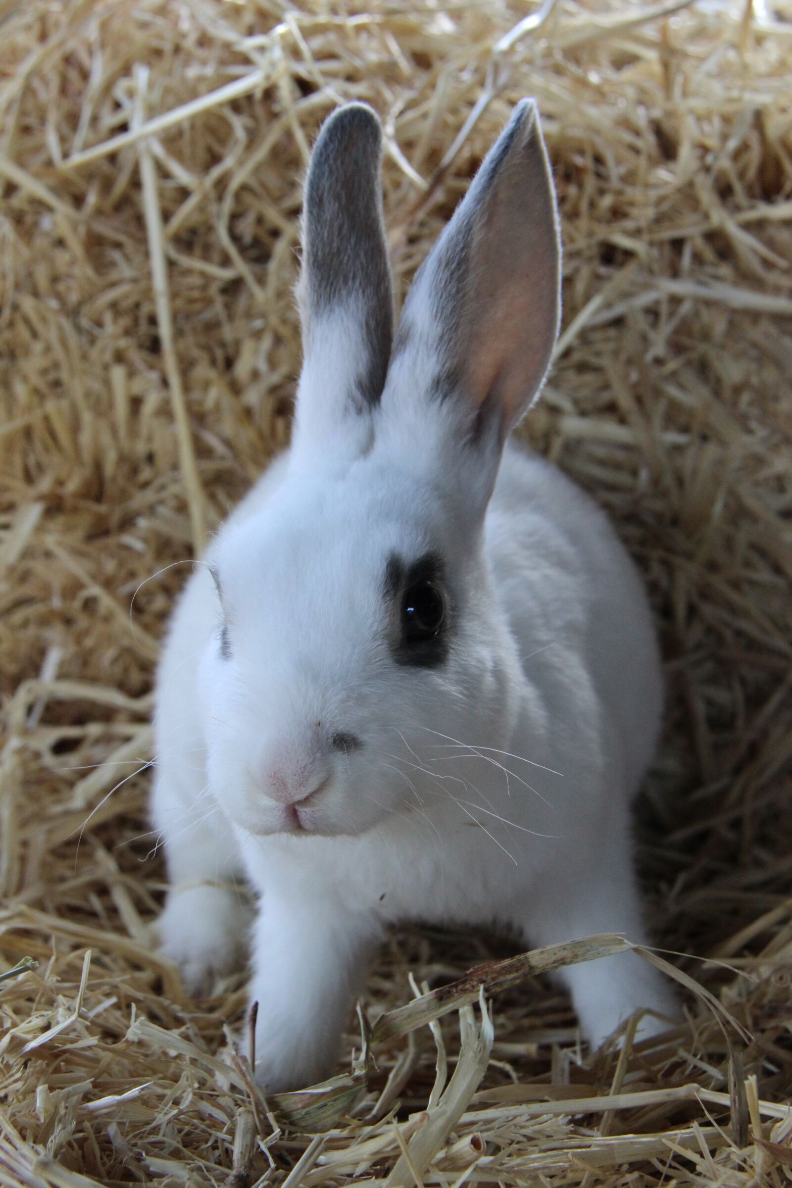 Canon EF-S 18-200mm F3.5-5.6 IS sample photo. Rabbit, cute, animal photography