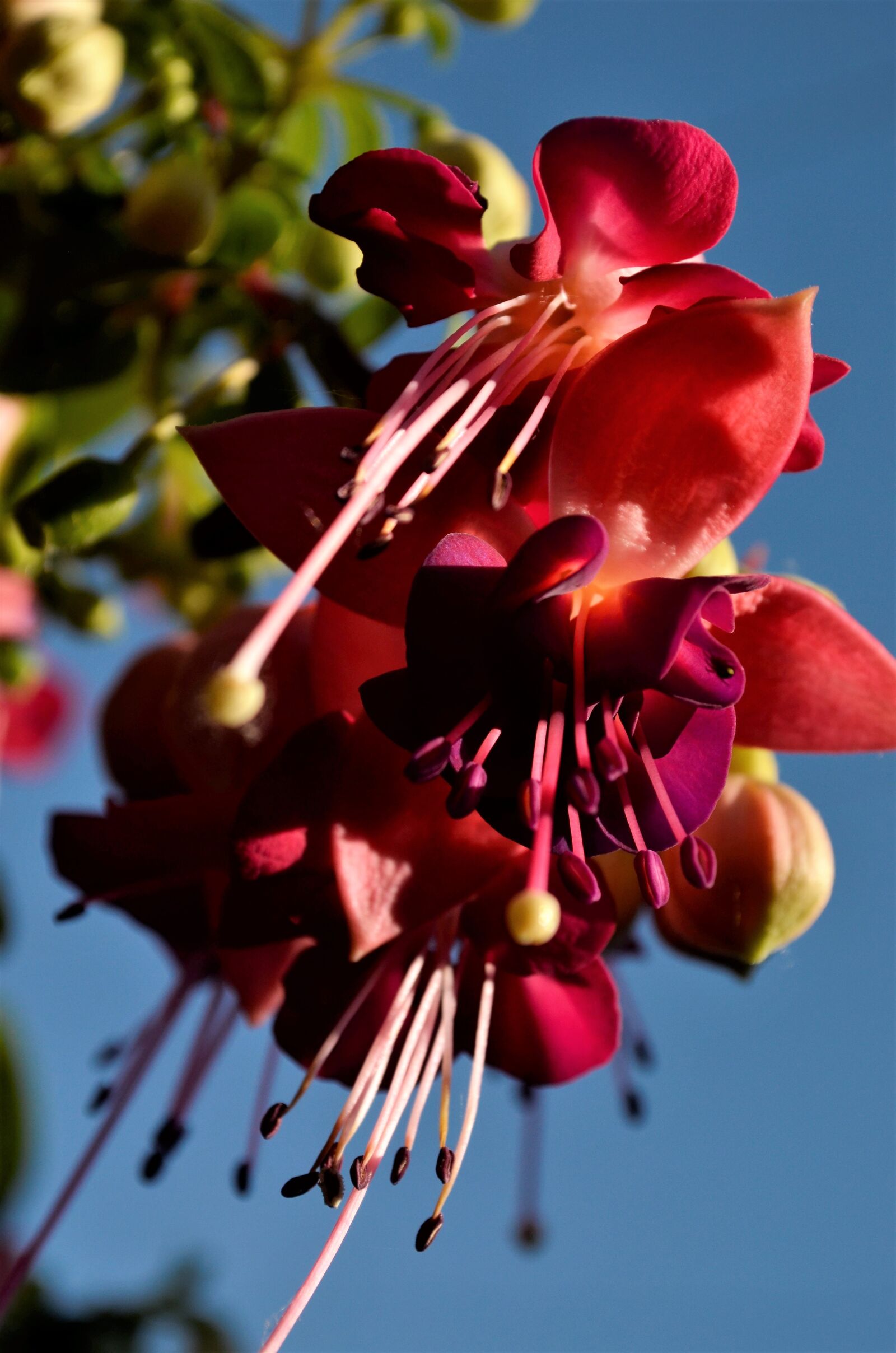Nikon D5100 sample photo. Fuchsia, flower, beauty photography