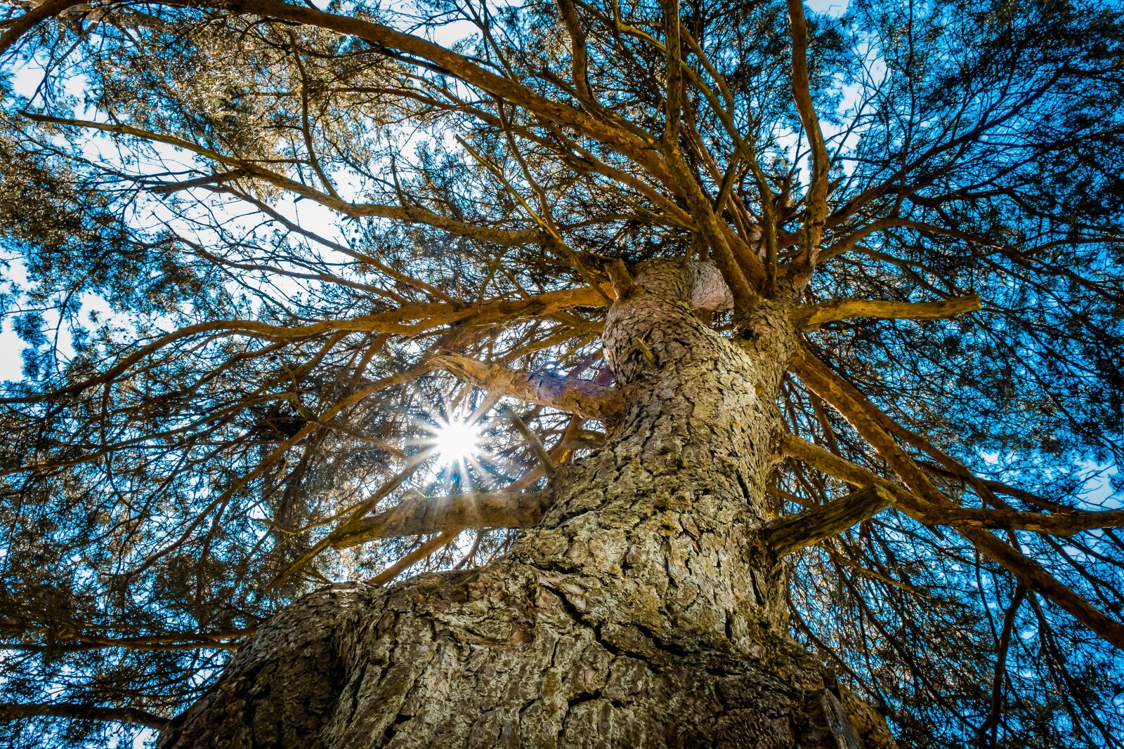 Fujifilm X-T2 sample photo. Tree, sun, branch photography