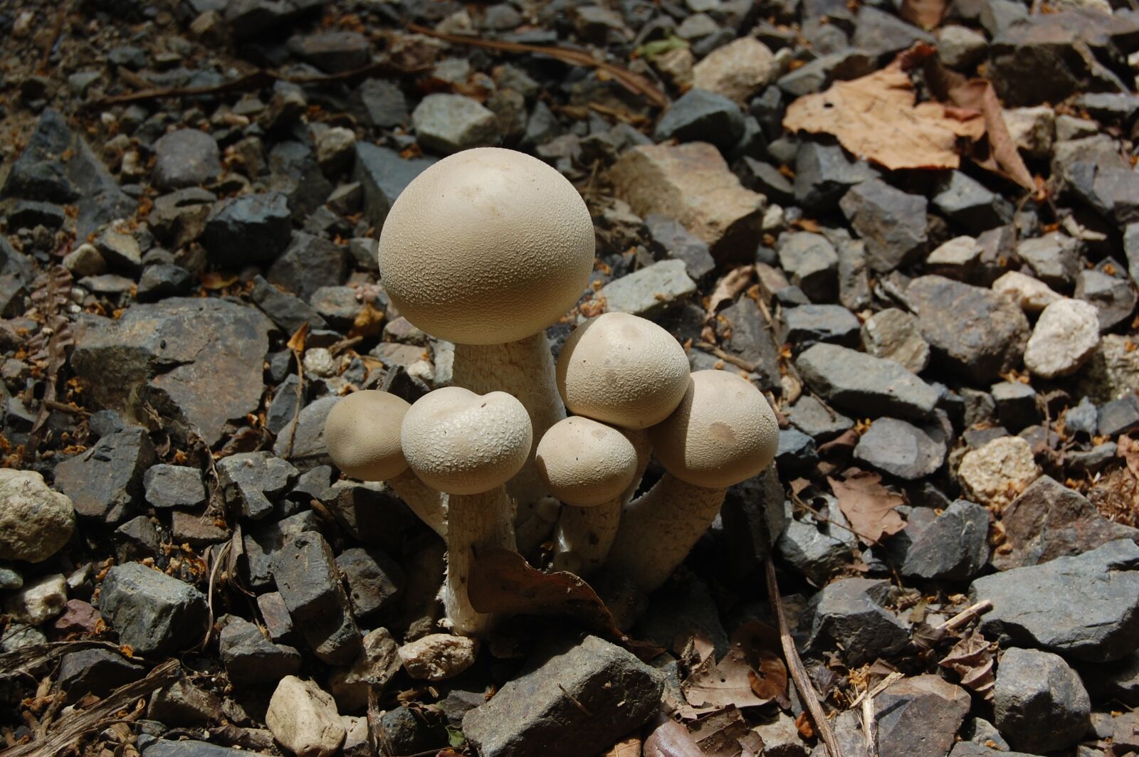 Nikon D40 sample photo. Mushrooms, forest, mushroom photography