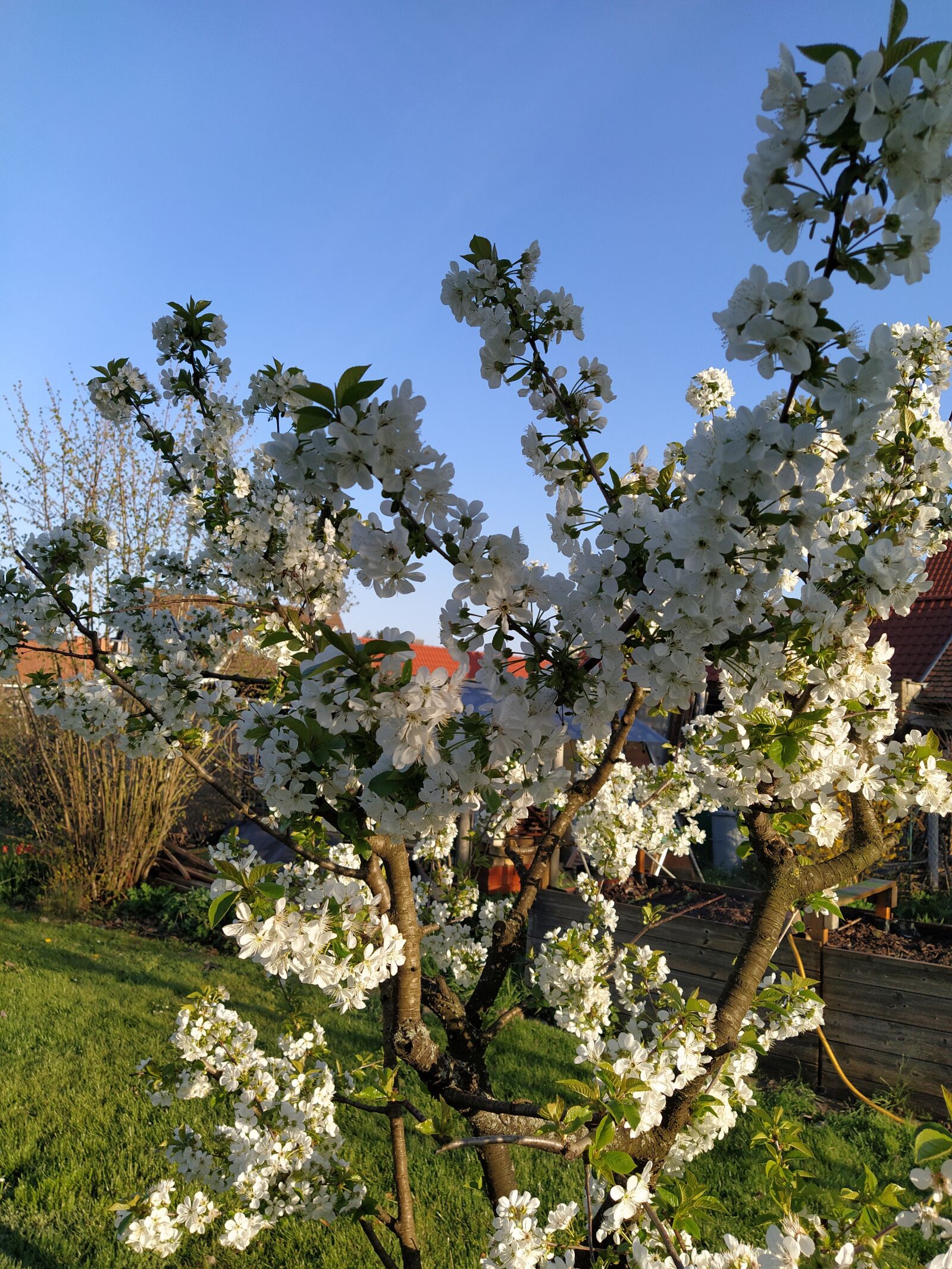 Xiaomi Mi A3 sample photo. Cherry tree, blossom, spring photography