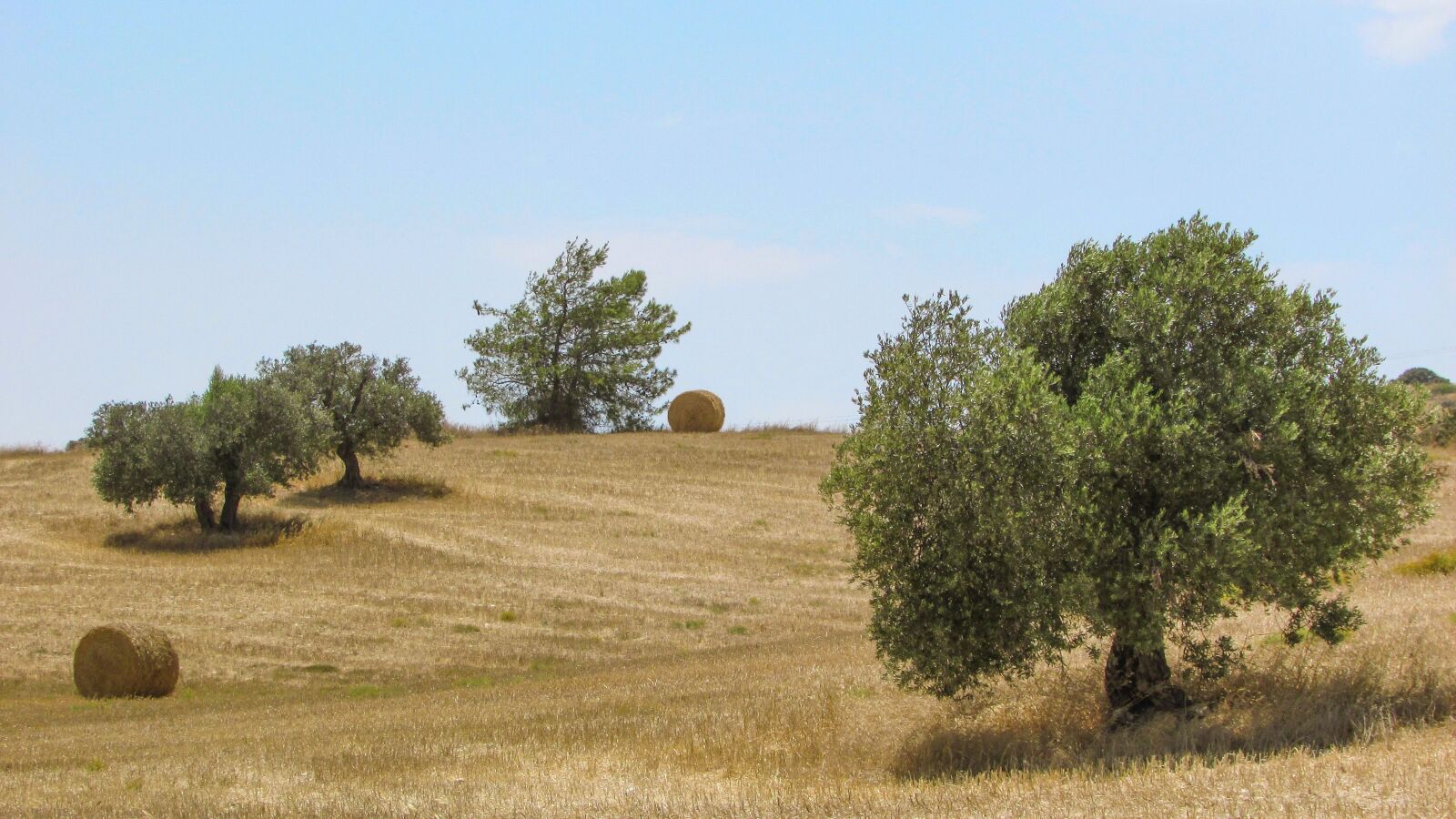 Canon PowerShot SX400 IS sample photo. Olive tree, field, countryside photography