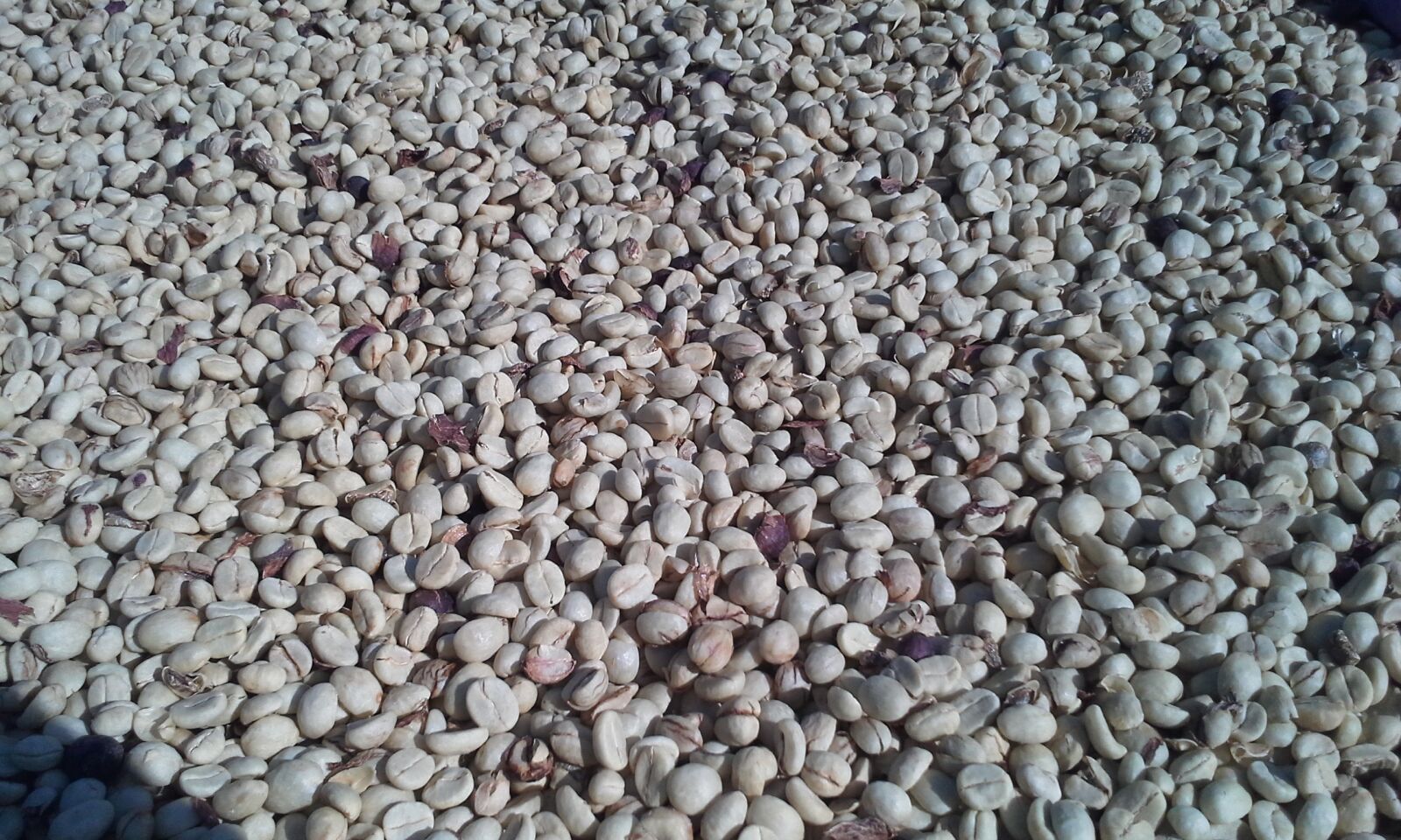 Samsung Galaxy S3 Mini sample photo. Coffee beans, coffee, beverage photography