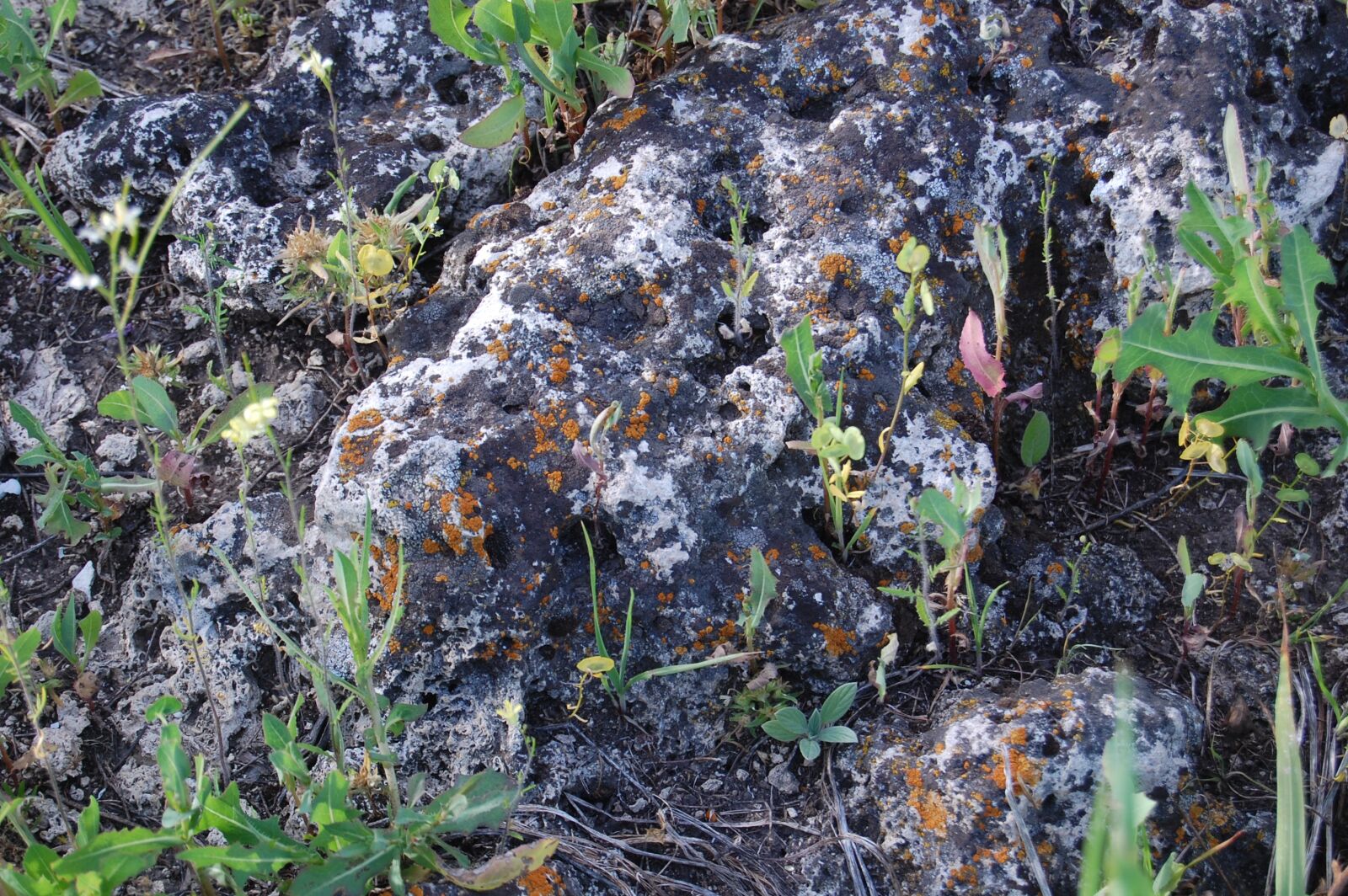 Nikon D40 sample photo. Rock, plants, nature photography