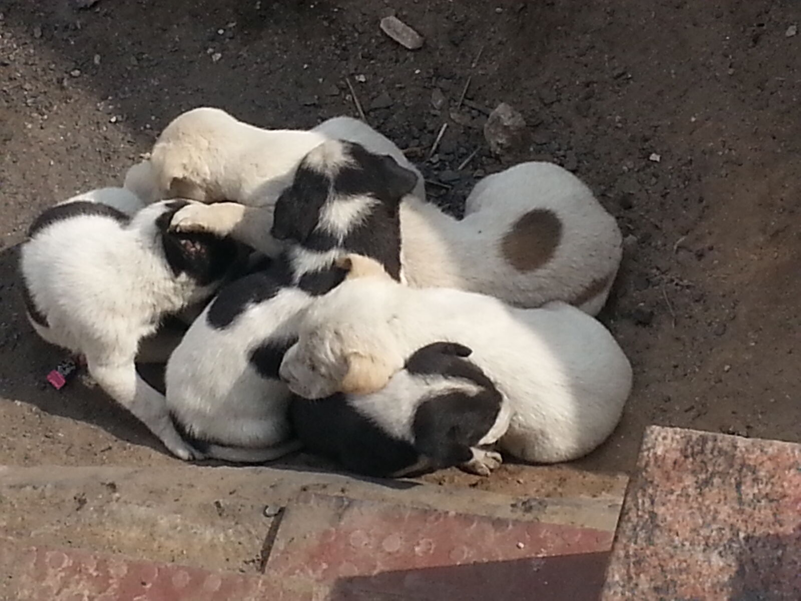 Samsung Galaxy Note2 sample photo. New, born, pupies photography