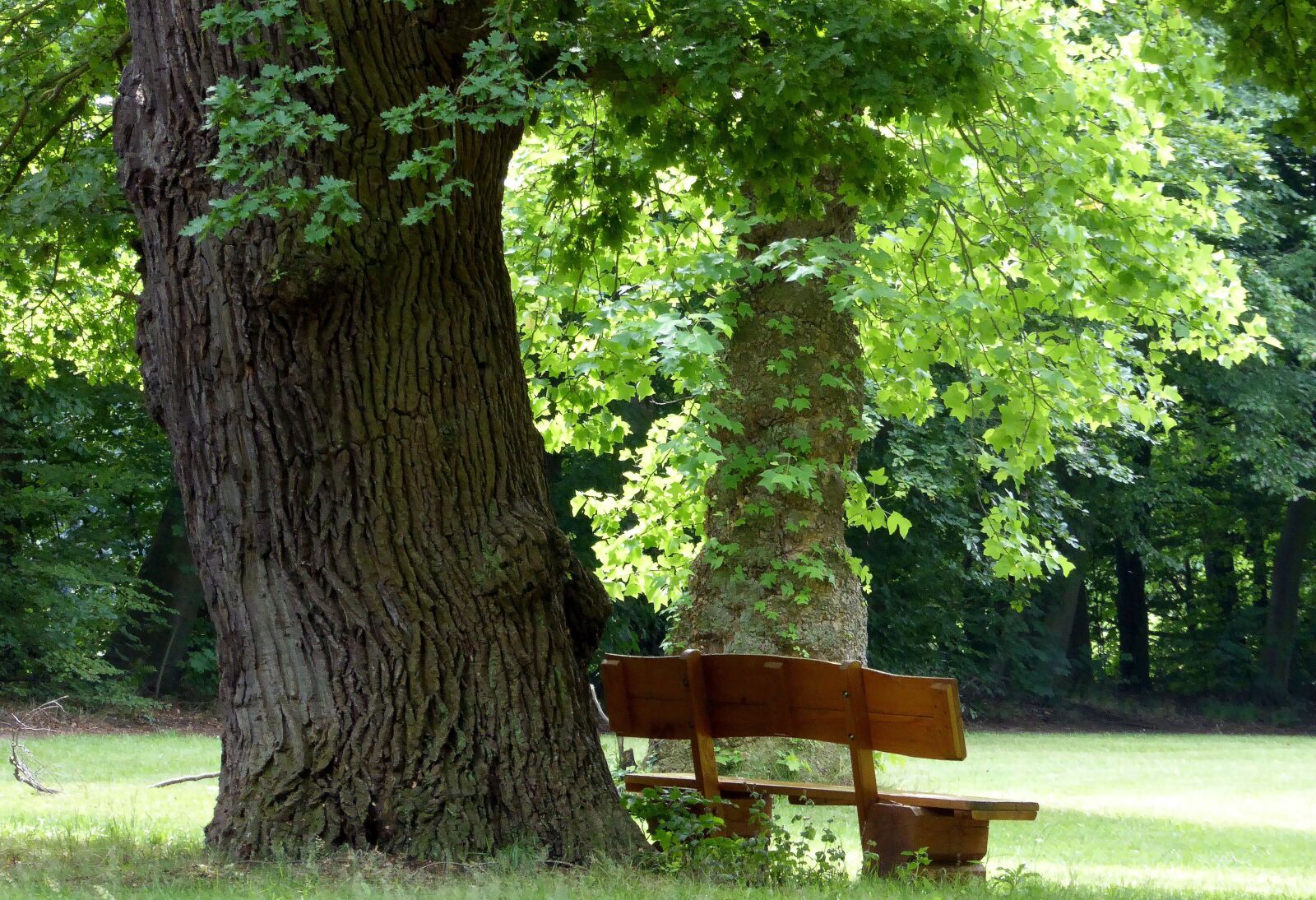 Panasonic DMC-TZ61 sample photo. Park bench, summer, trees photography