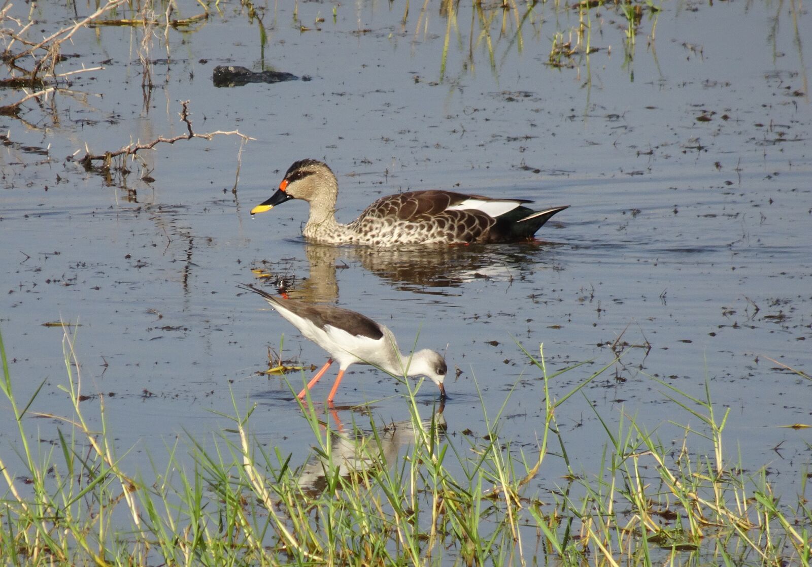 Sony Cyber-shot DSC-HX90V sample photo. Duck, bird, waterfowl photography