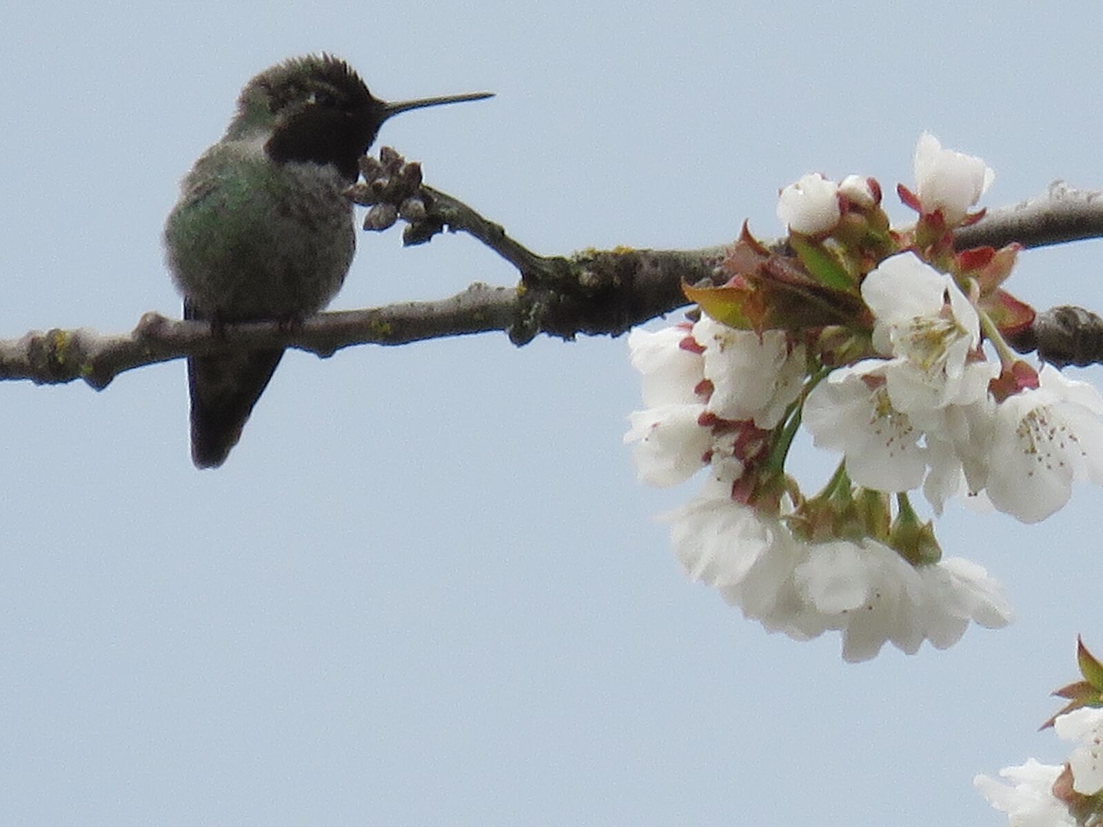 Canon PowerShot SX60 HS sample photo. Anna's hummingbird, bird, wildlife photography