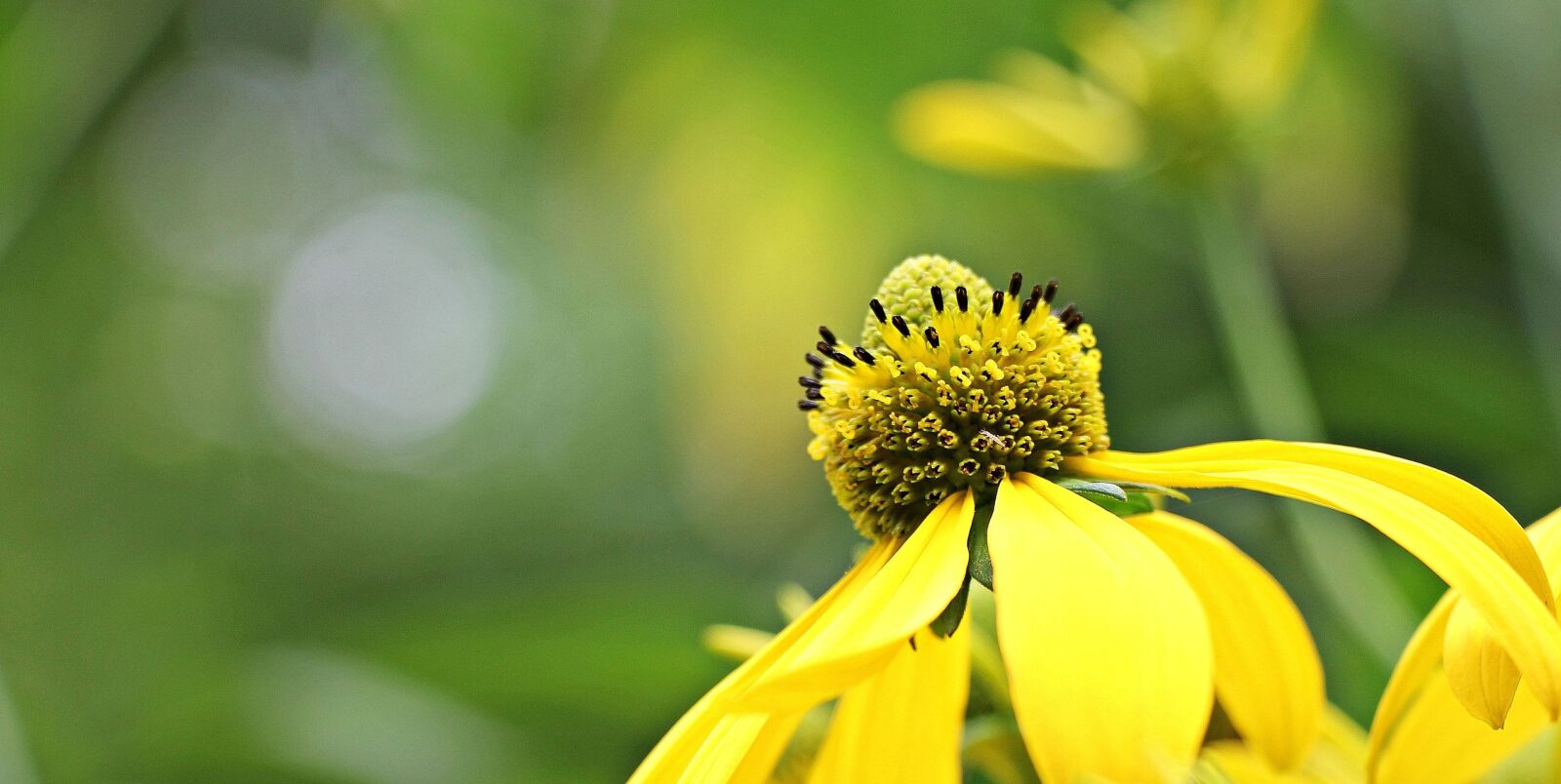 Canon EOS 550D (EOS Rebel T2i / EOS Kiss X4) sample photo. Summer, nature, flower, sunflower photography