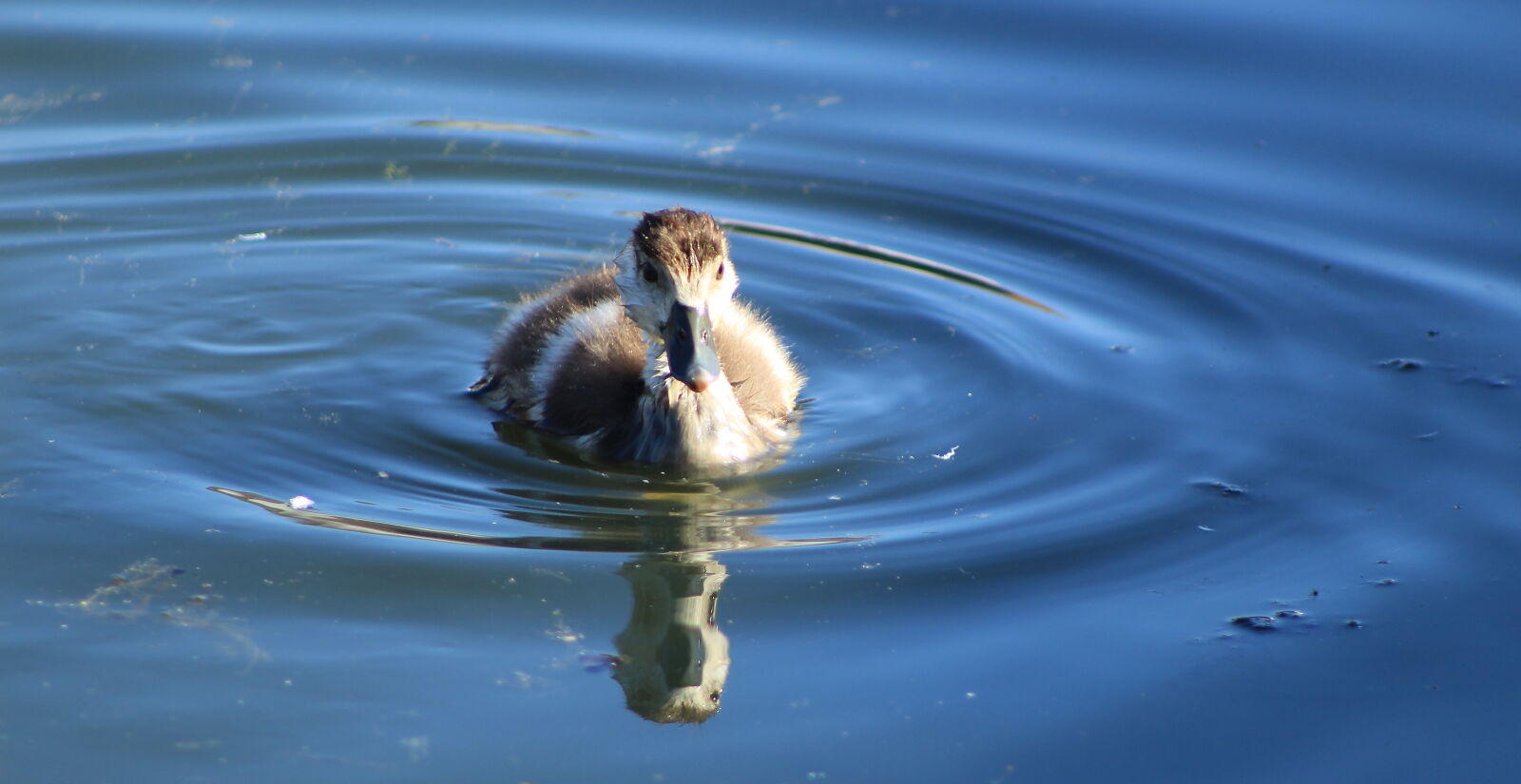 Canon EOS 1300D (EOS Rebel T6 / EOS Kiss X80) + Canon EF 75-300mm f/4-5.6 sample photo. Baby, duck, duckling, swimming photography