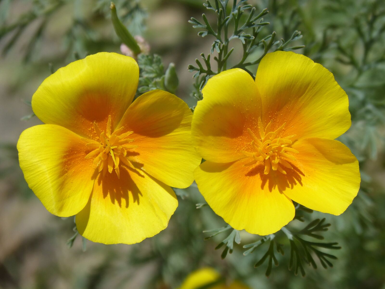 Panasonic DMC-FZ62 sample photo. California poppy, flowers, couple photography