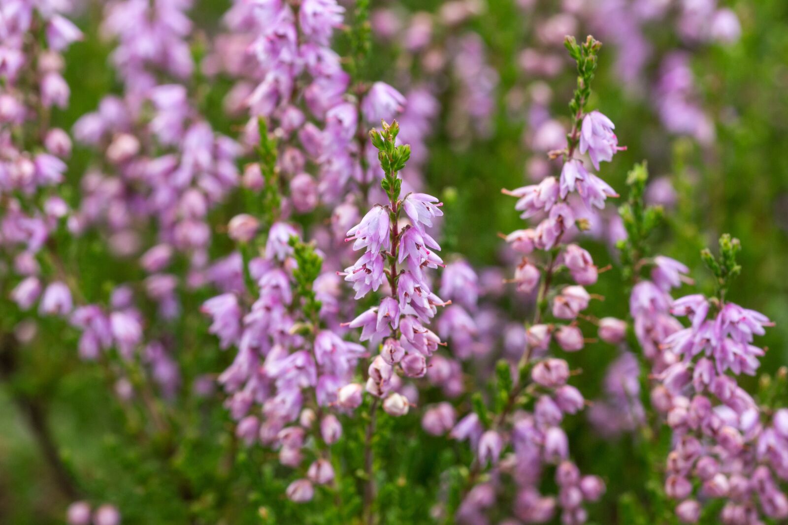 Canon EOS 700D (EOS Rebel T5i / EOS Kiss X7i) sample photo. Flowers, snow heath, garden photography