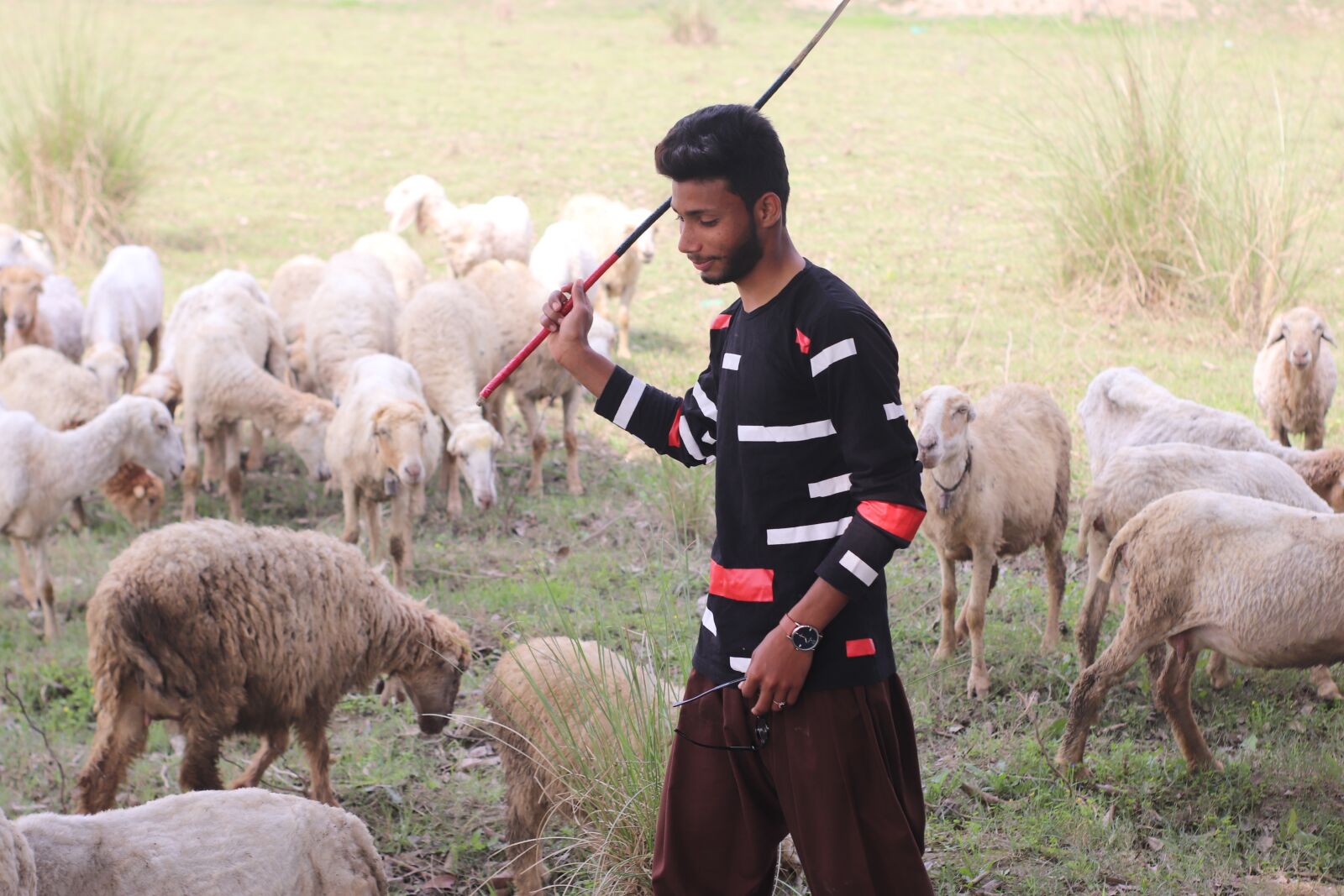 Canon EOS 77D (EOS 9000D / EOS 770D) sample photo. Boy, model, sheep photography