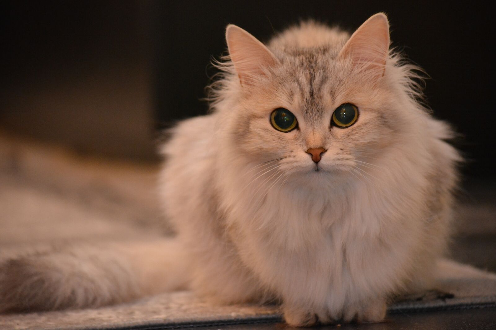 Nikon D5200 sample photo. Cat, animal, pet photography