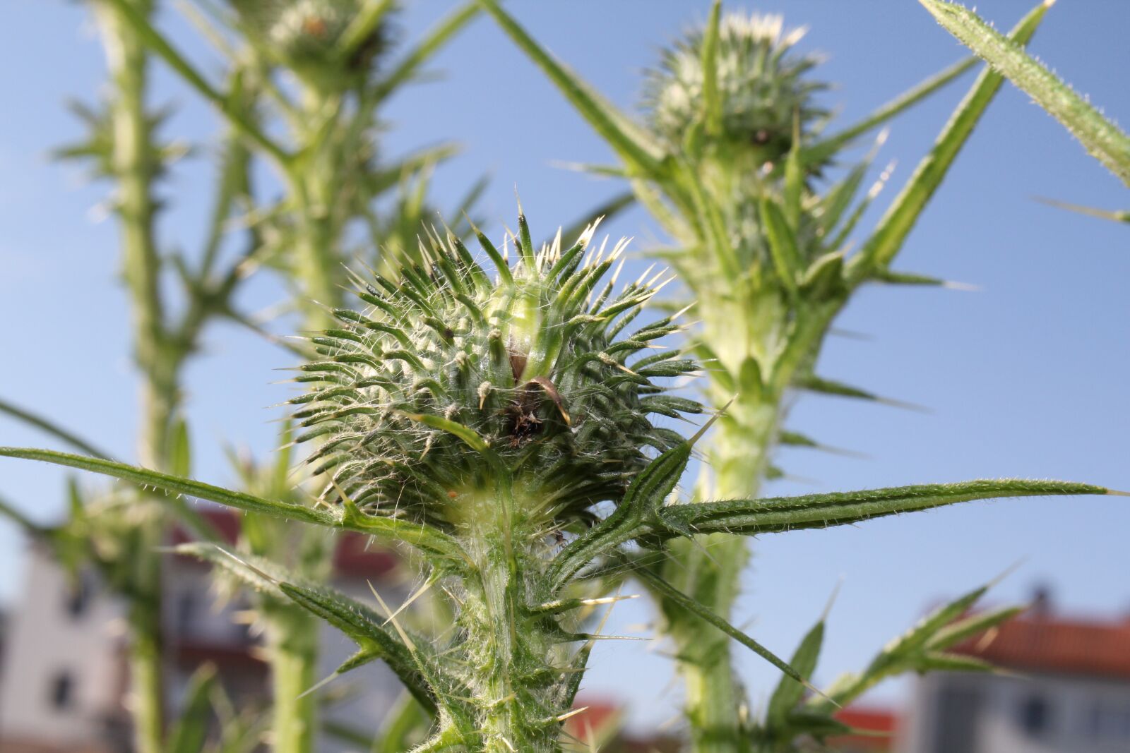 Canon EOS 550D (EOS Rebel T2i / EOS Kiss X4) sample photo. Thistle, summer, bud photography