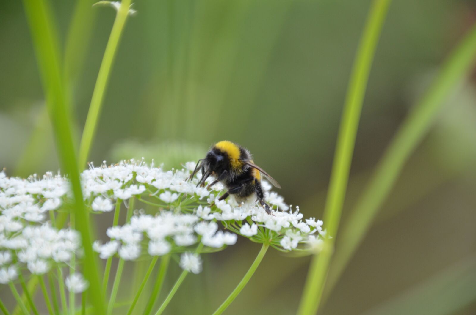 Nikon D5100 sample photo. Insect, blossom, bloom photography
