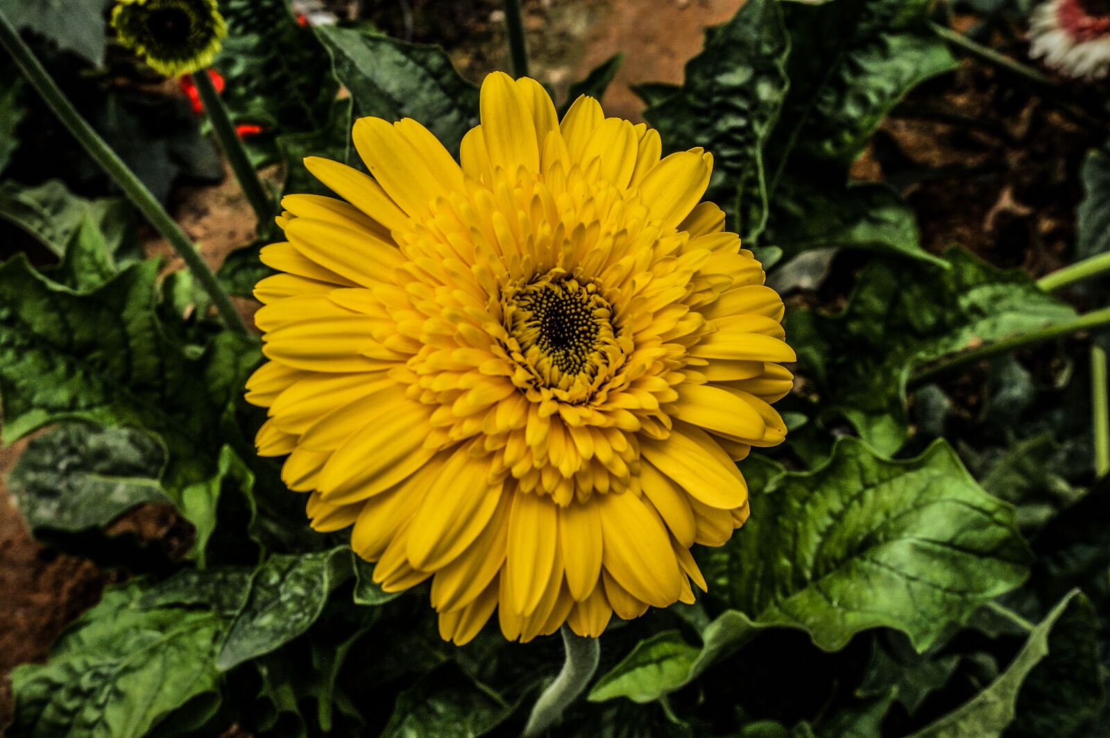 Sony Alpha NEX-3N sample photo. Flower, yellow, nature photography