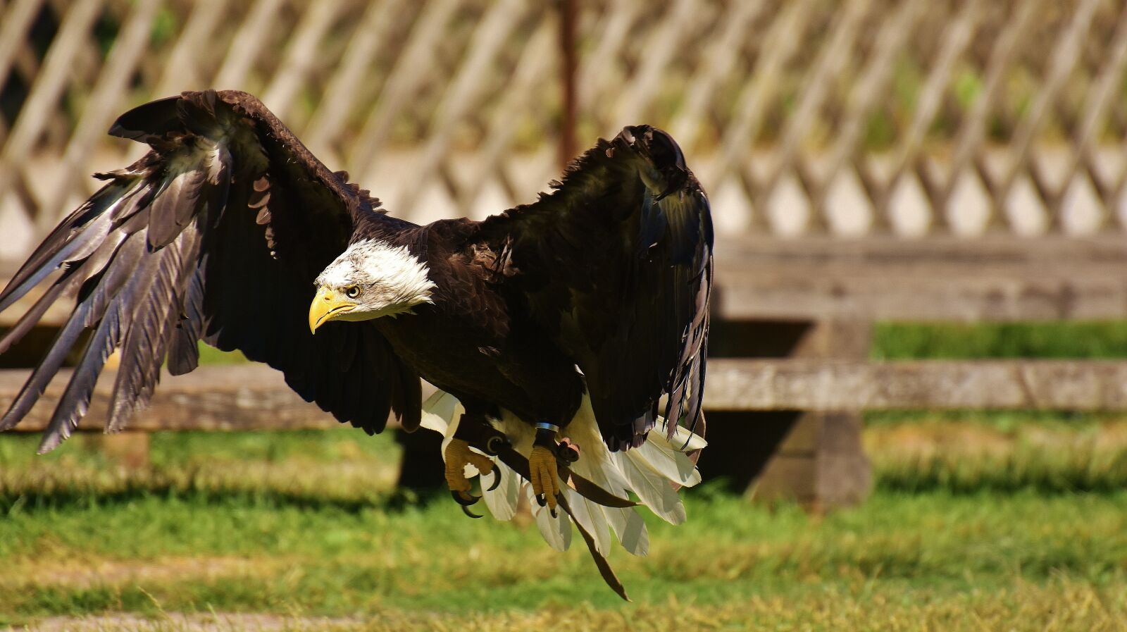 Nikon D7200 sample photo. Adler, bald eagles, bird photography