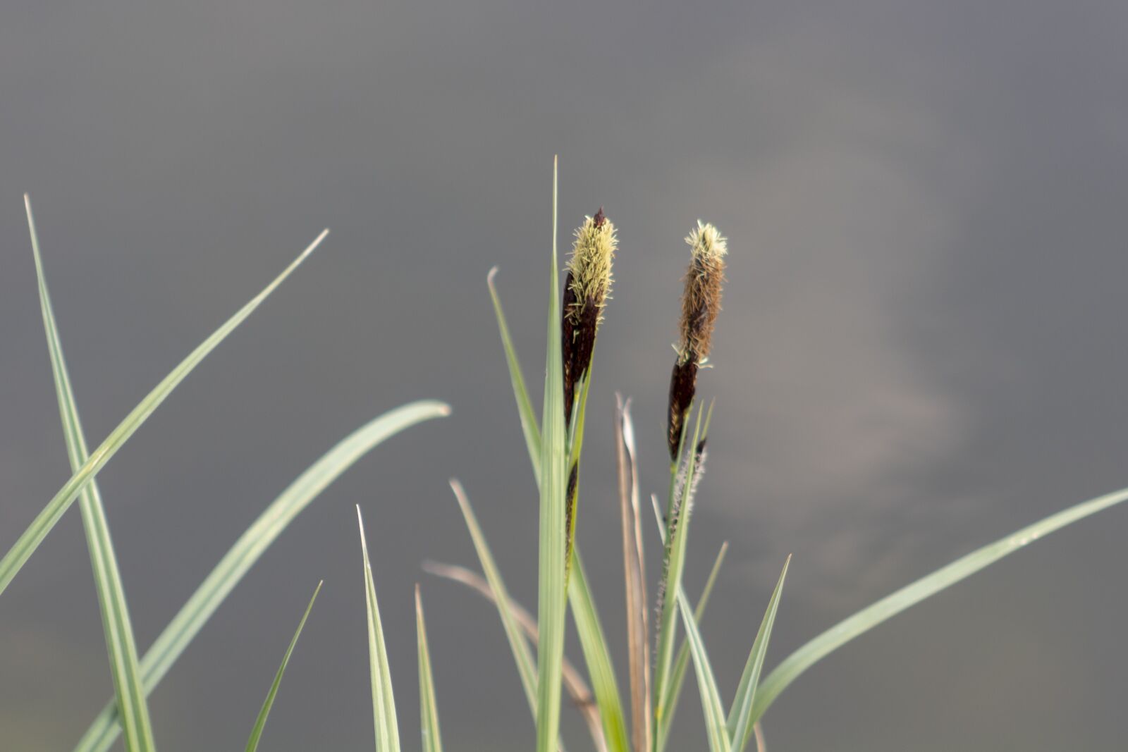 Canon EF75-300mm f/4-5.6 sample photo. Wildflower, sedge, villosa iris photography