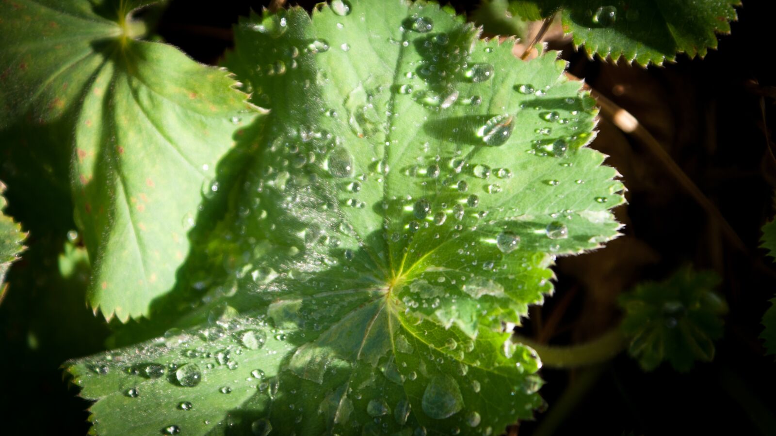 Sony Alpha DSLR-A300 sample photo. Leaf, water, sun photography